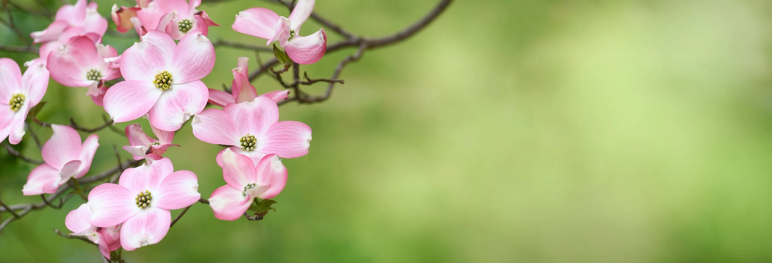 Pink dogwood flowers on a branch with green and yellow blurred background.