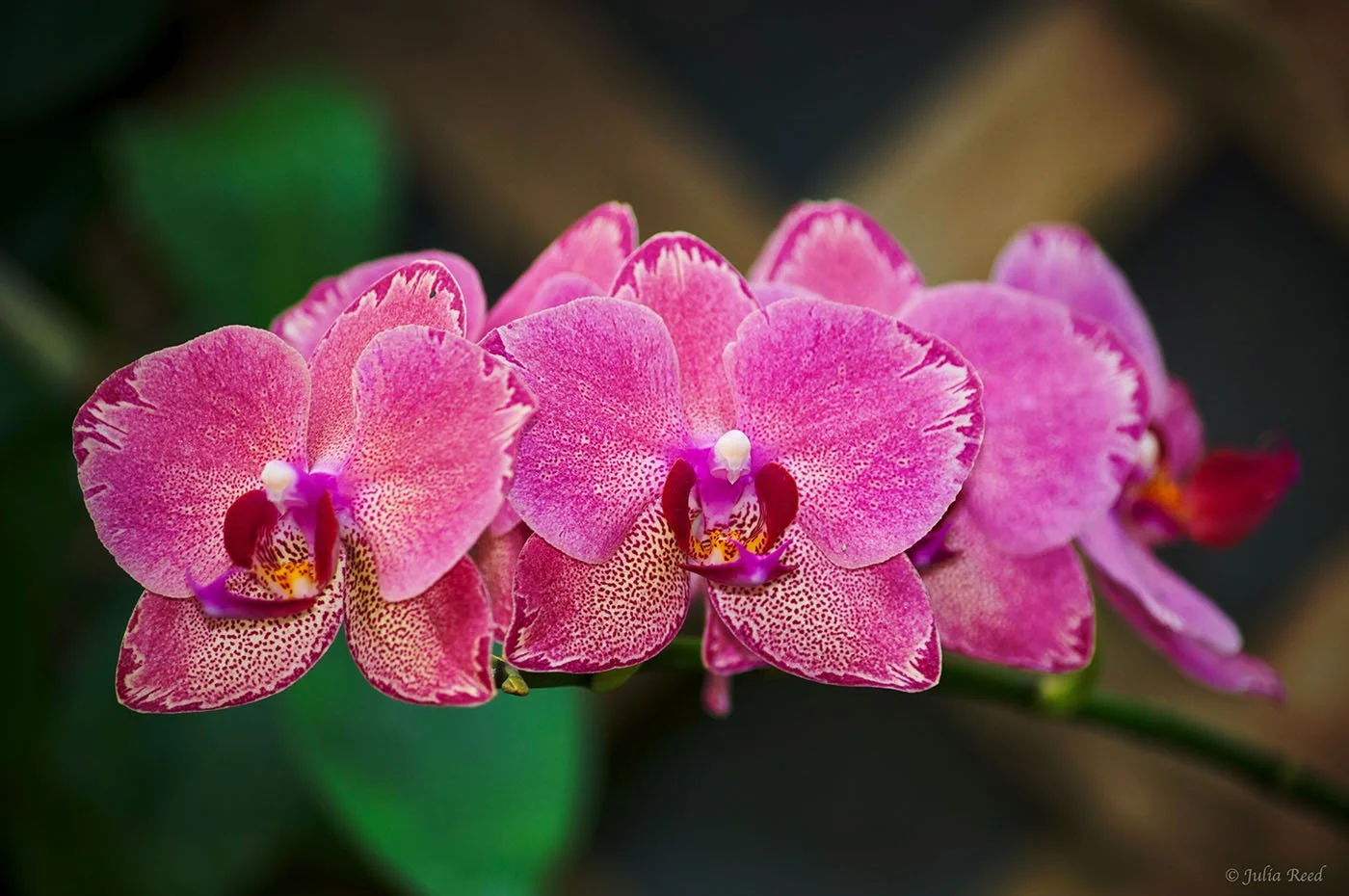 pink orchids