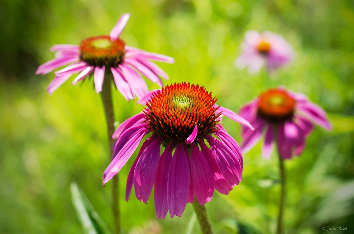 pink coneflowers