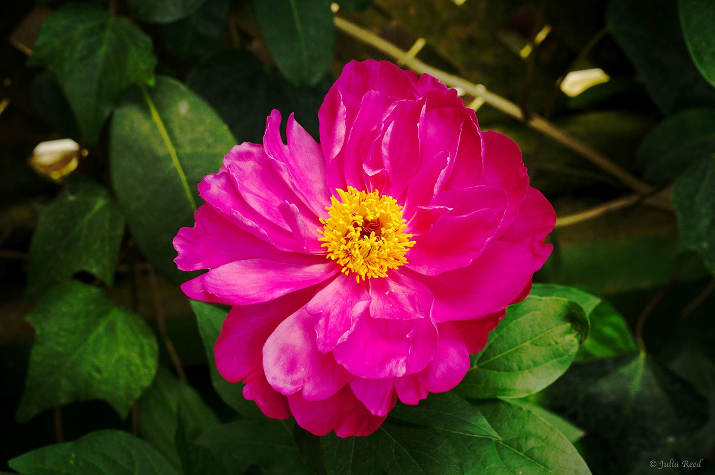 pink flower