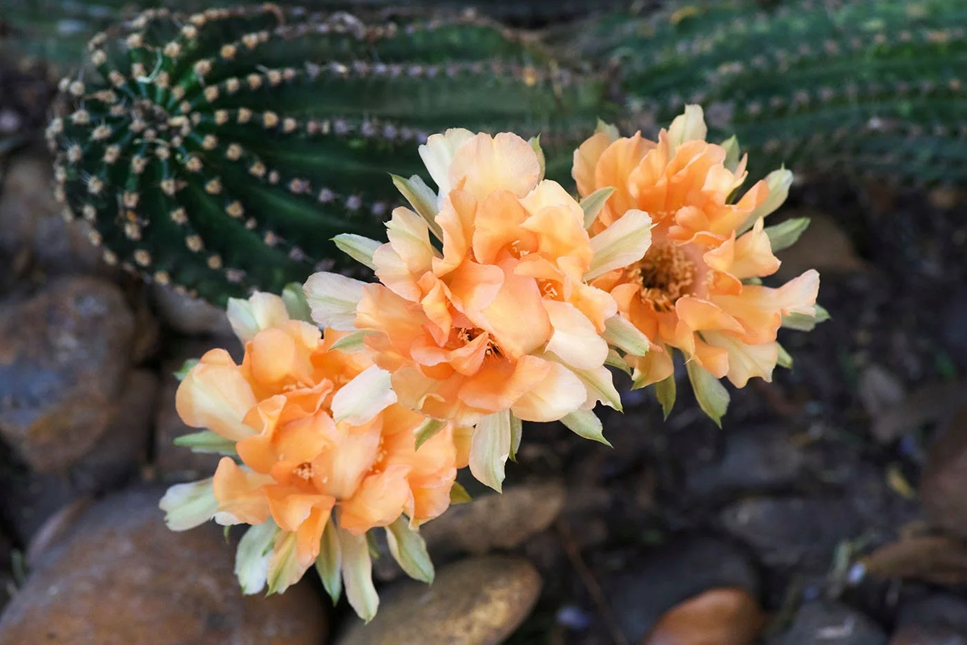 blooming cactus flowers