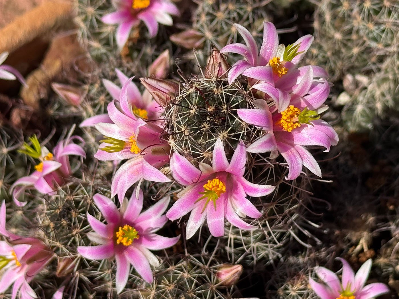 blooming cactus flowers