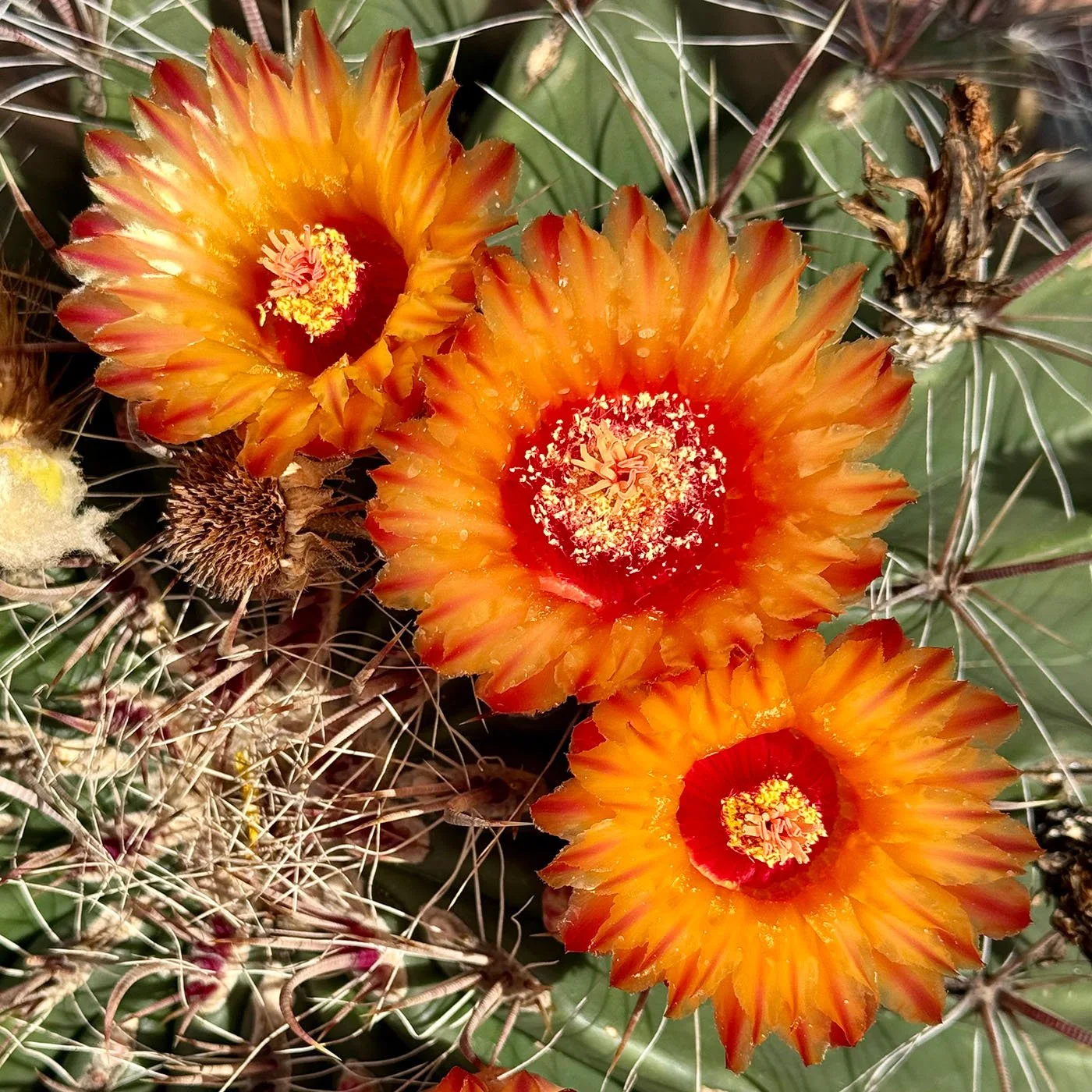 blooming cactus flowers