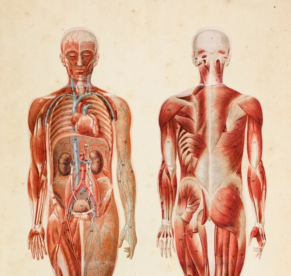 Техосмотр организма