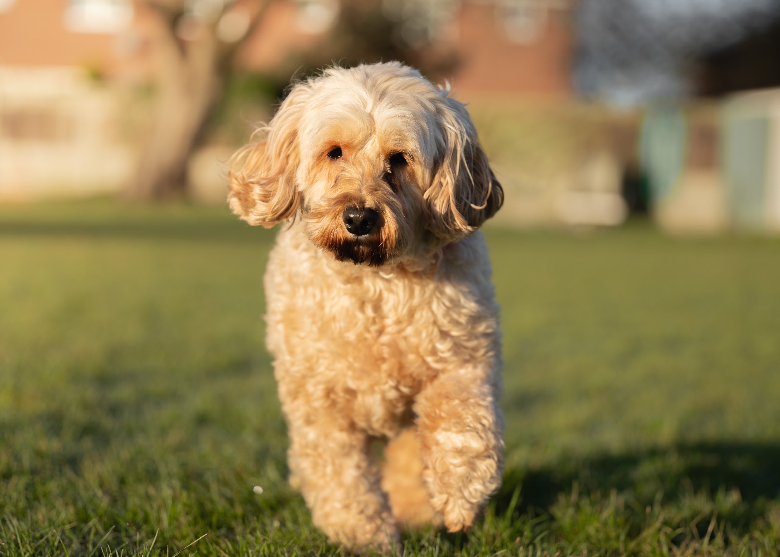 Cockapoo.dog-2.jpg