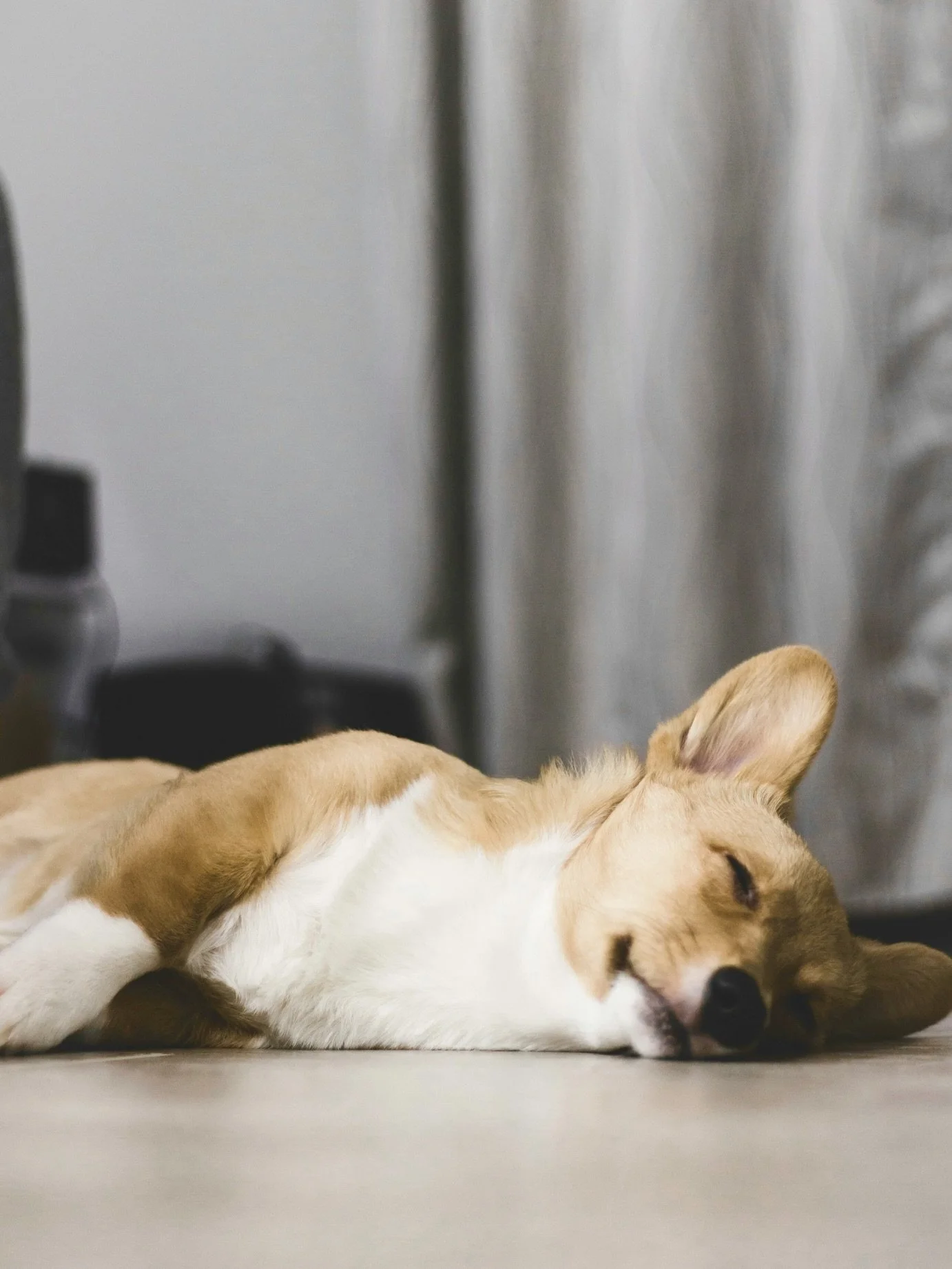 Ein schlafender Hund liegt auf dem Boden in einem Raum mit Gardinen im Hintergrund.