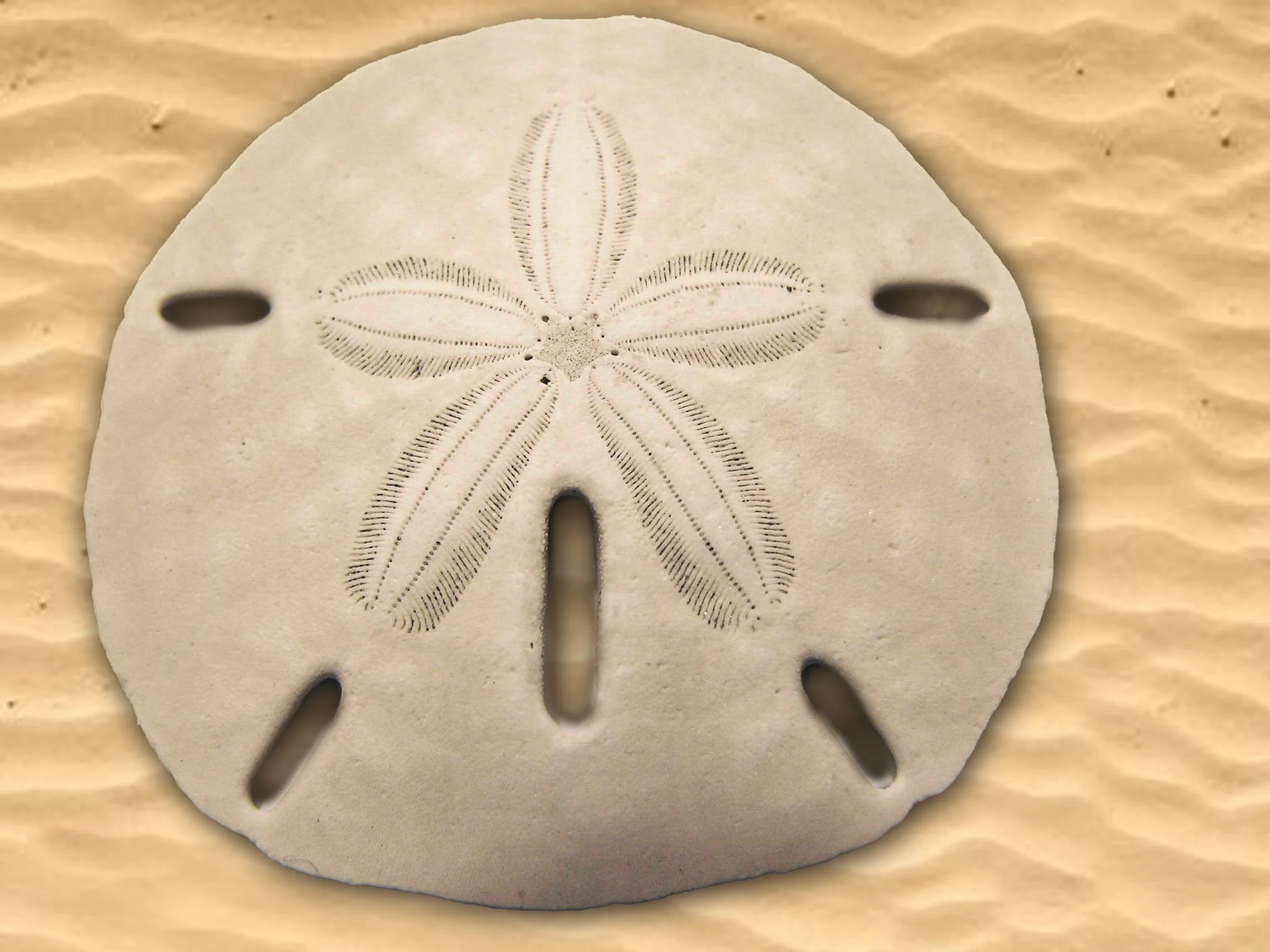 Sand dollar waymarker
