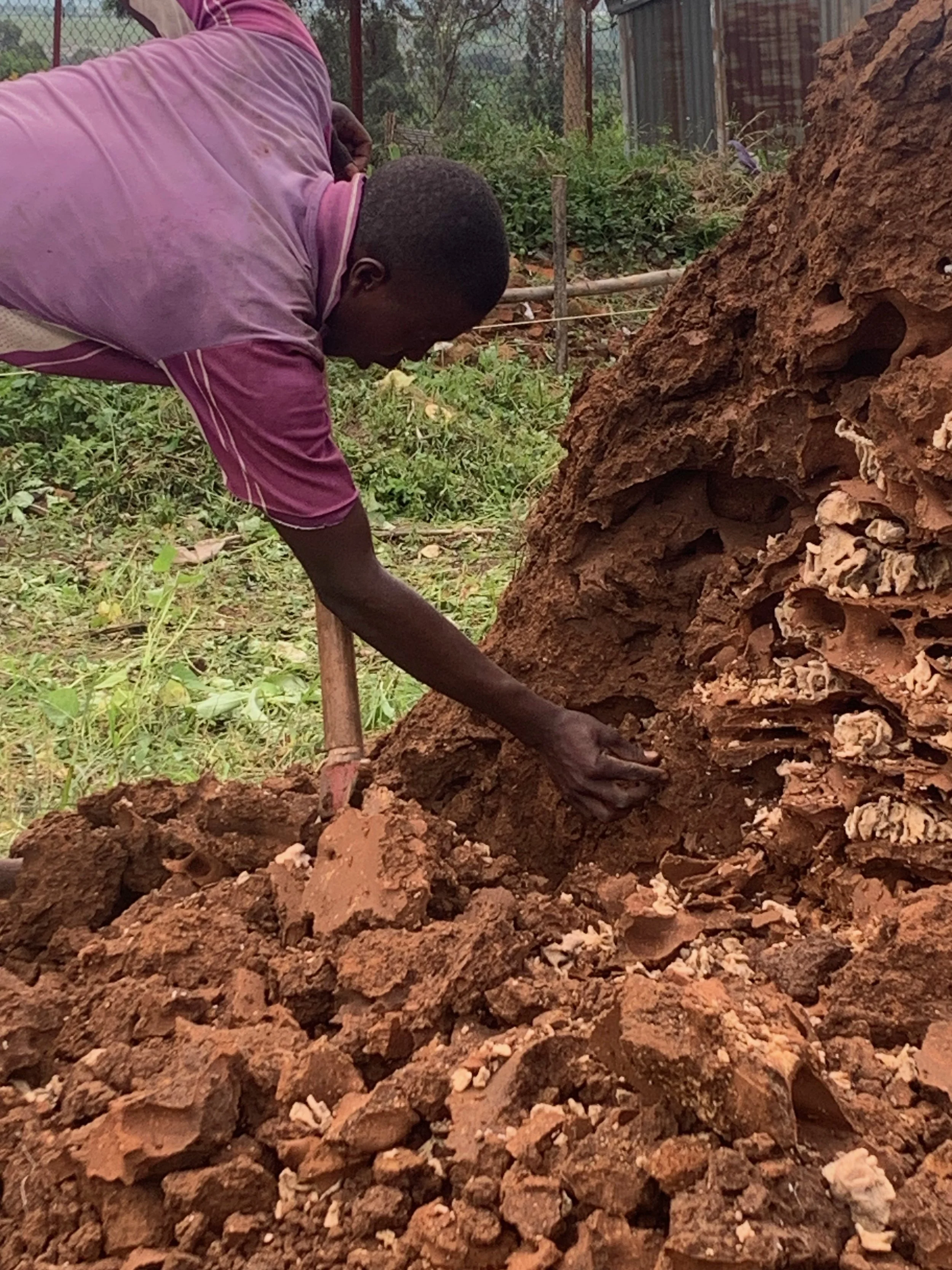 Gathering termites to eat.