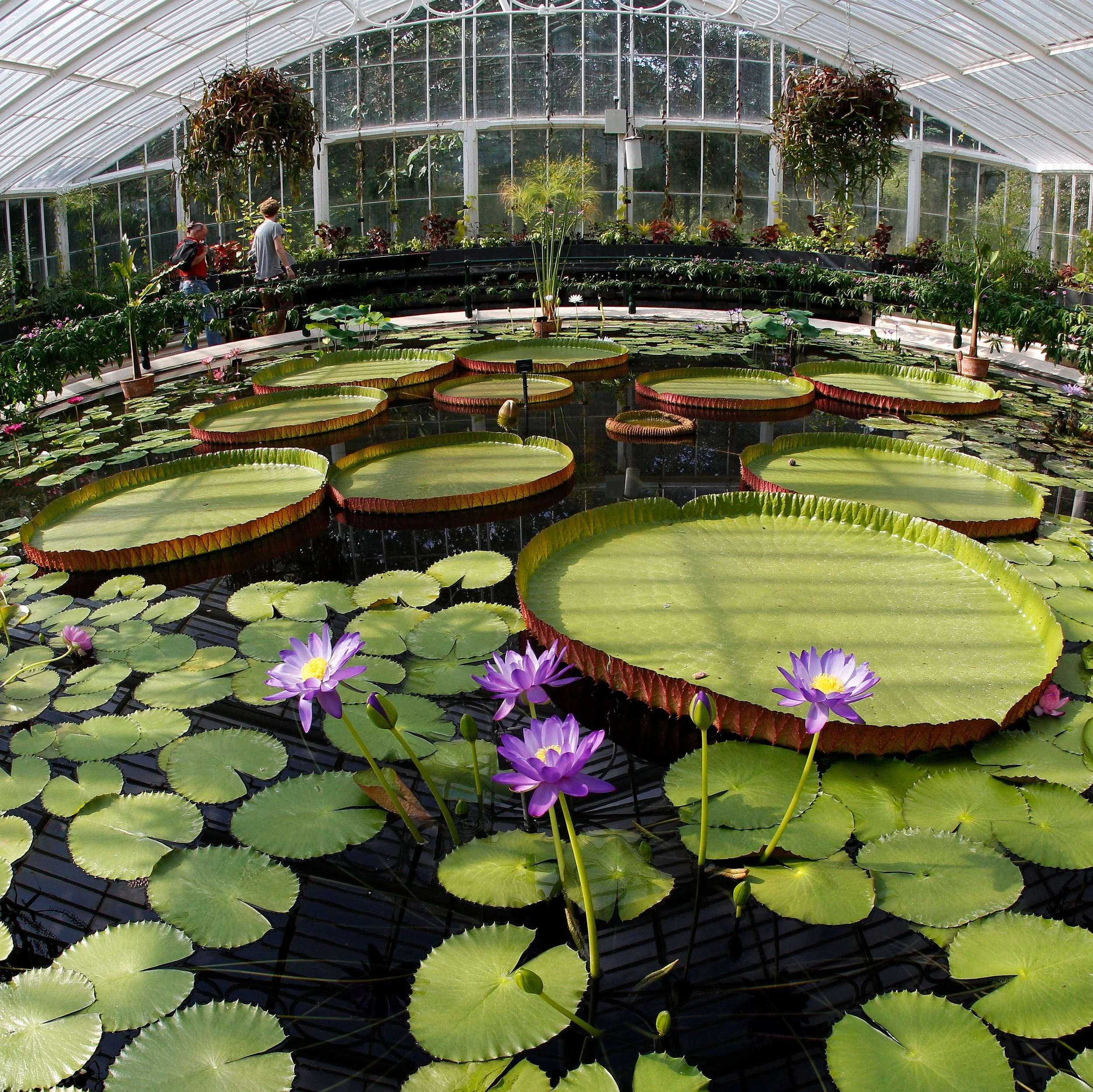 Kew Gardens