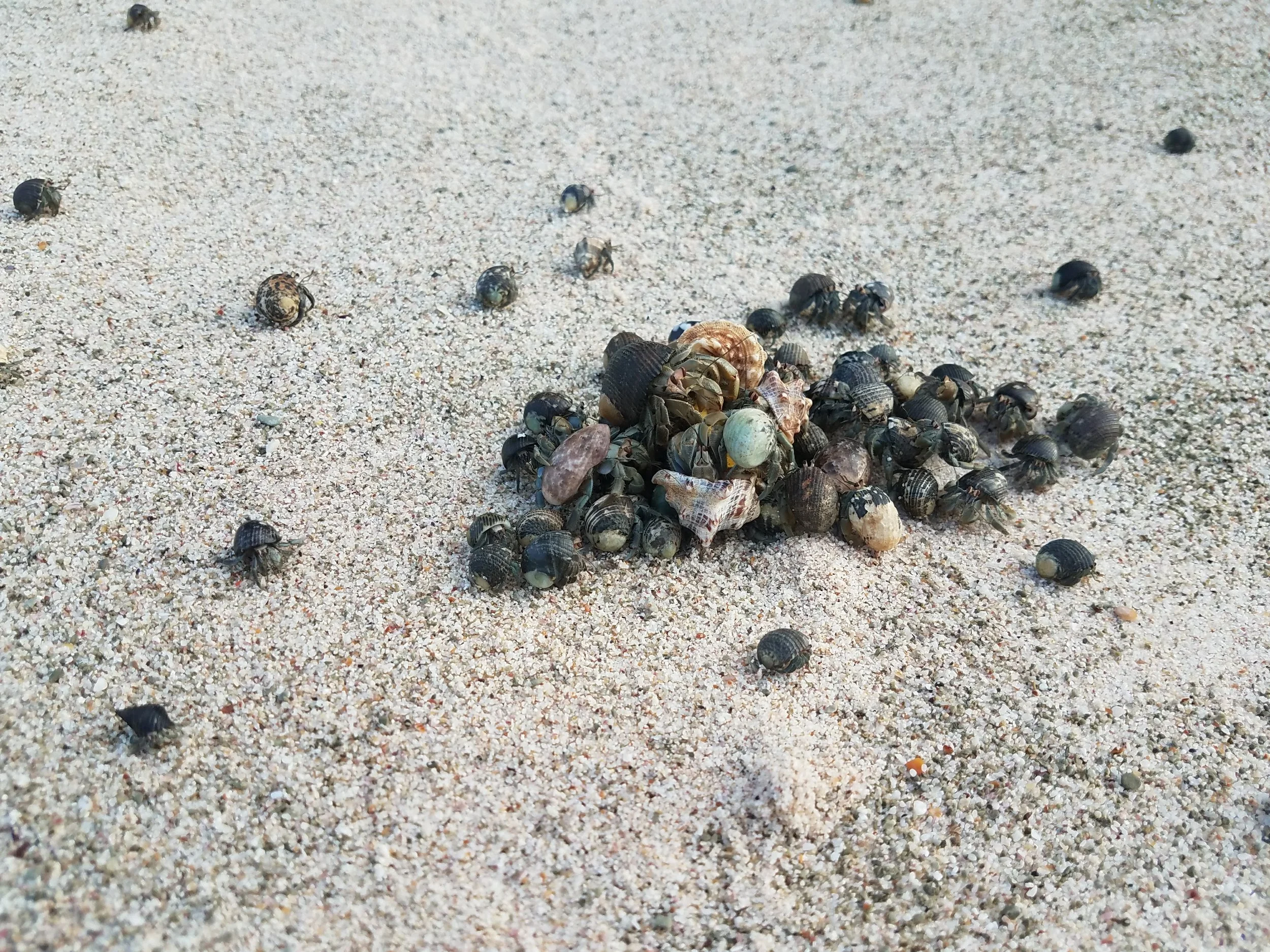 Hermit crabs on beach Isla Chora Costa Rica