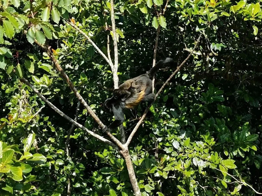 Howler monkey with baby Monteverde Costa Rica wildlife
