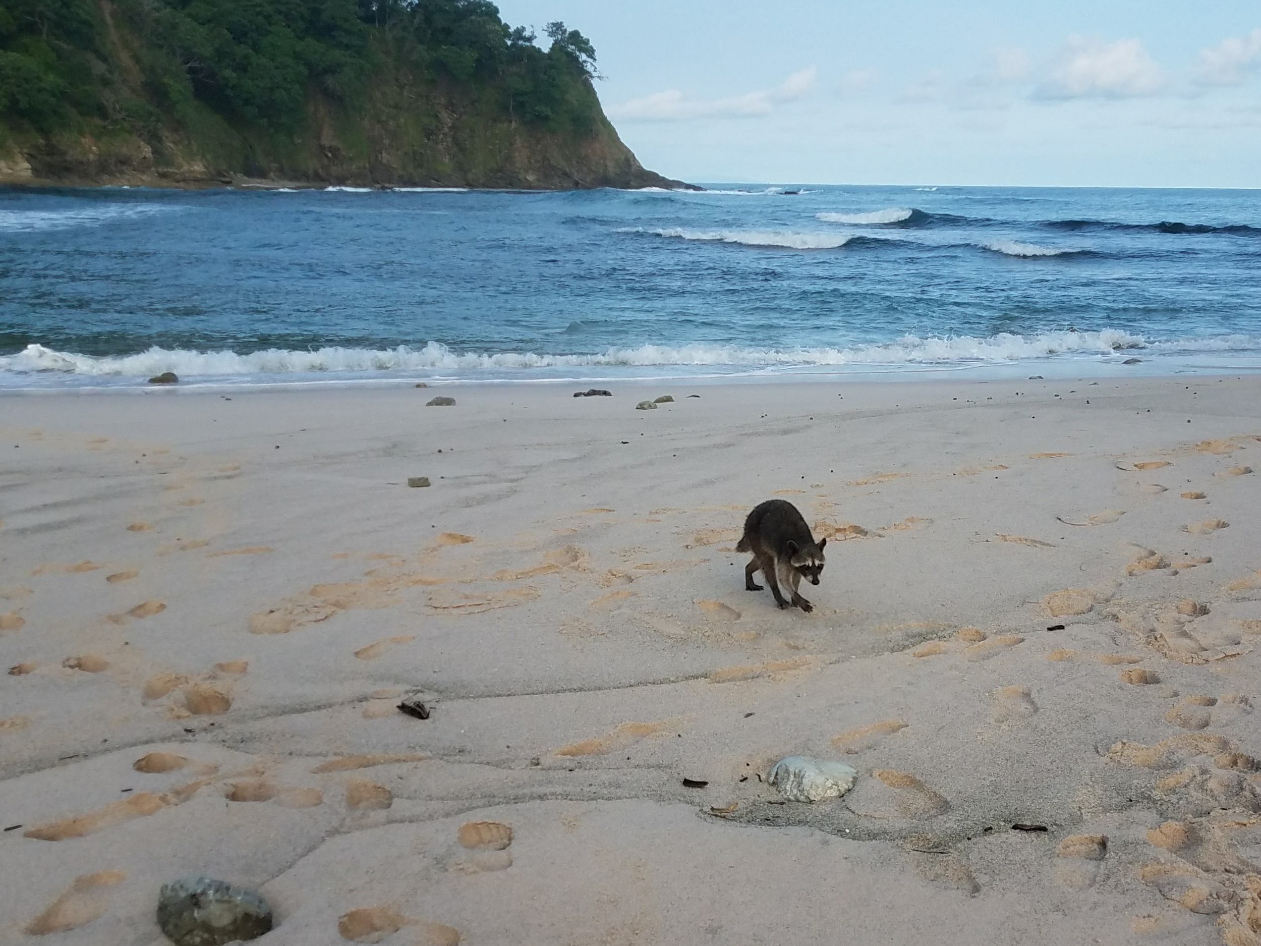 Raccoon on beach Isla Chora Costa Rica near Samara