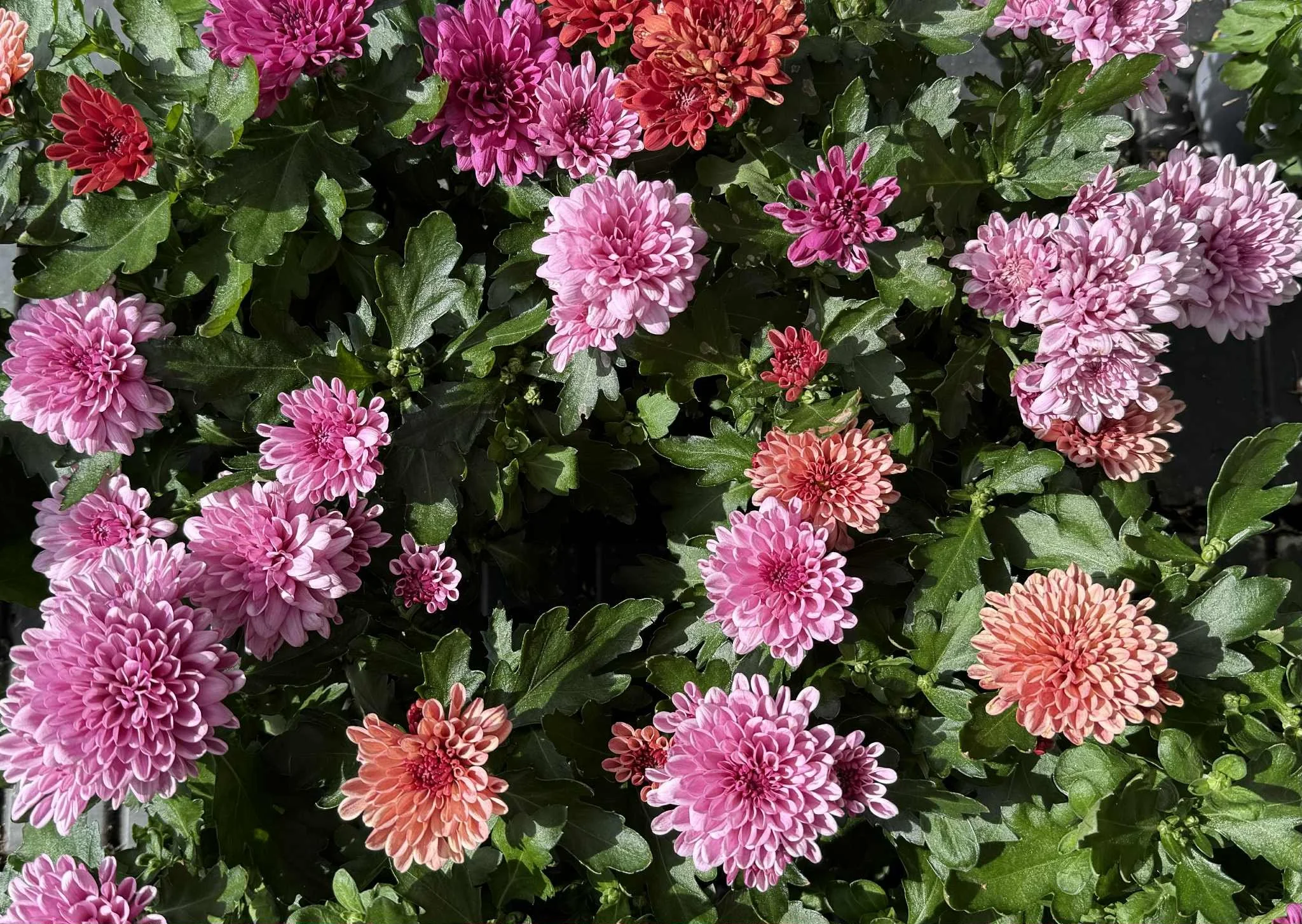 Høstblomster som lyser opp i mørkere tider – vi fyller hagesenteret med sesongens vakreste planter!