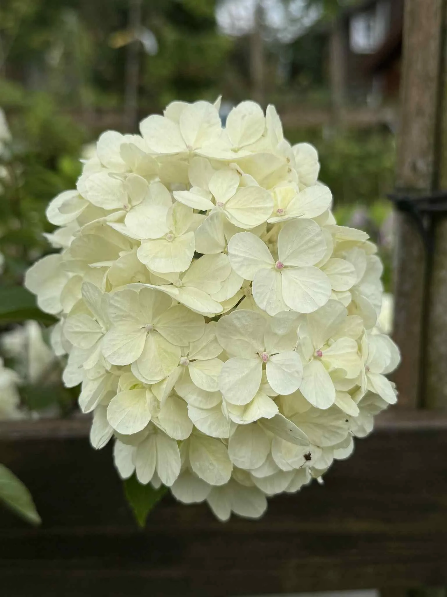 Syrinhortensia – Sensommerens blomstrende høydepunkt
