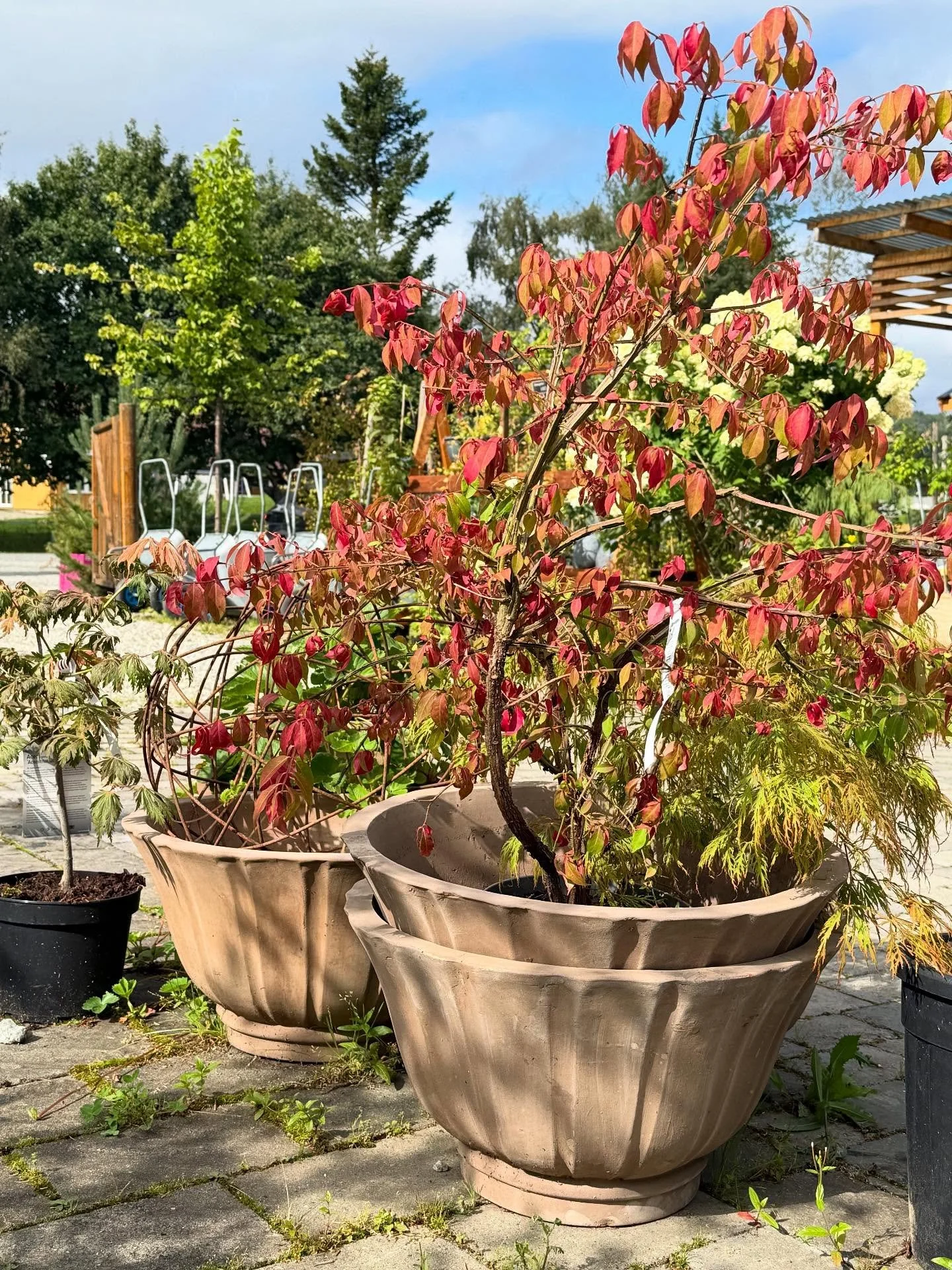 SALG P&Aring; KRUKKER 
Akkurat n&aring; f&aring;r du -40% p&aring; alle krukker hos oss!🪴🍂

Kom innom og sikre deg favoritten f&oslash;r de forsvinner &ndash; vi har et begrenset antall igjen!

#KrukkerP&aring;Salg #Hageglede #Hageliv #Hageinspiras