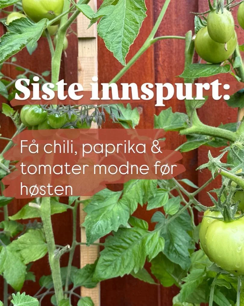 Vil du rekke &aring; f&aring; fruktene modne f&oslash;r sesongen er over?
Her er v&aring;re beste tips for en siste innspurt:

🌶️ Chili &amp; paprika
&ndash; Fjern nye blomster og sm&aring; frukter
&ndash; Slutt med nitrogenrik gj&oslash;dsel
&ndash