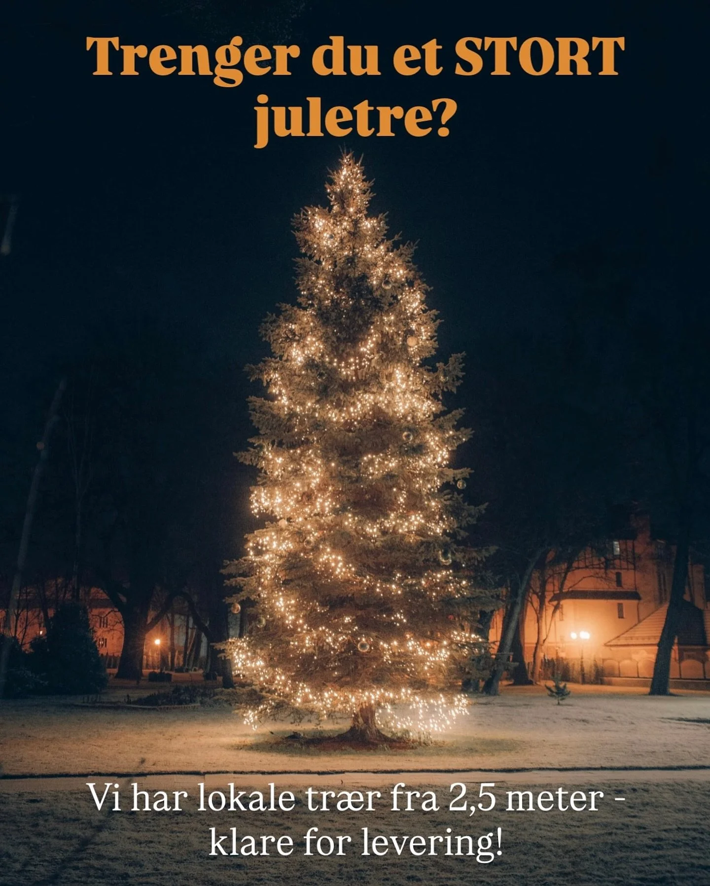 P&aring; jakt etter et stort juletre? 🎄

Vi leverer lokale juletr&aelig;r fra 2,5m og oppover - perfekt for barnehager, skoler, borettslag/sameier og entrepen&oslash;rer ✨ 

- Lokale tr&aelig;r
- Gode priser 
- Fraktfritt levert 

Skap ekte julestem
