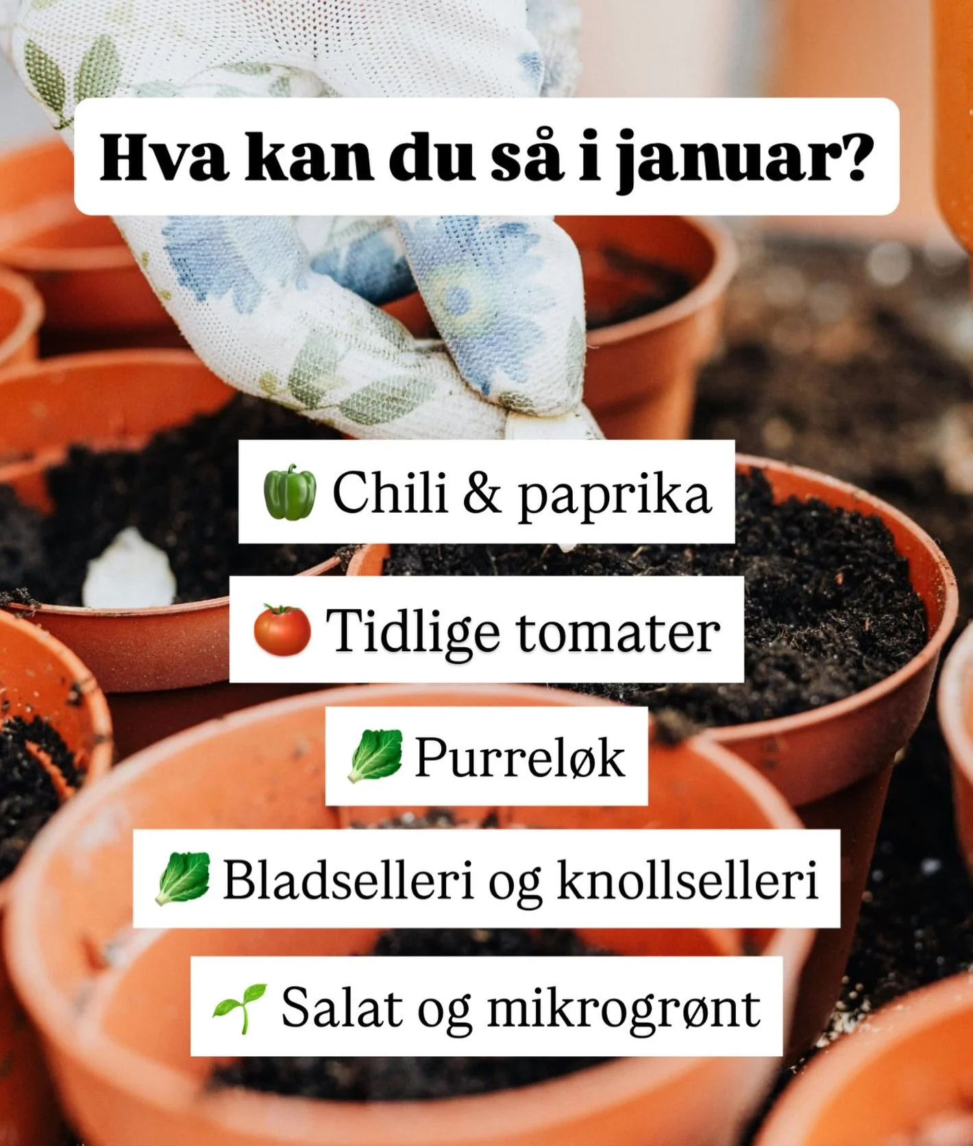 Selv om det er midt p&aring; vinteren, kan du starte gr&oslash;nnsakhagen allerede i januar 🌱
Flere gr&oslash;nnsaker har lang utviklingstid og trenger tidlig forkultivering for &aring; gi god avling.

🫑 Chili og paprika
Trenger lang vekstsesong og