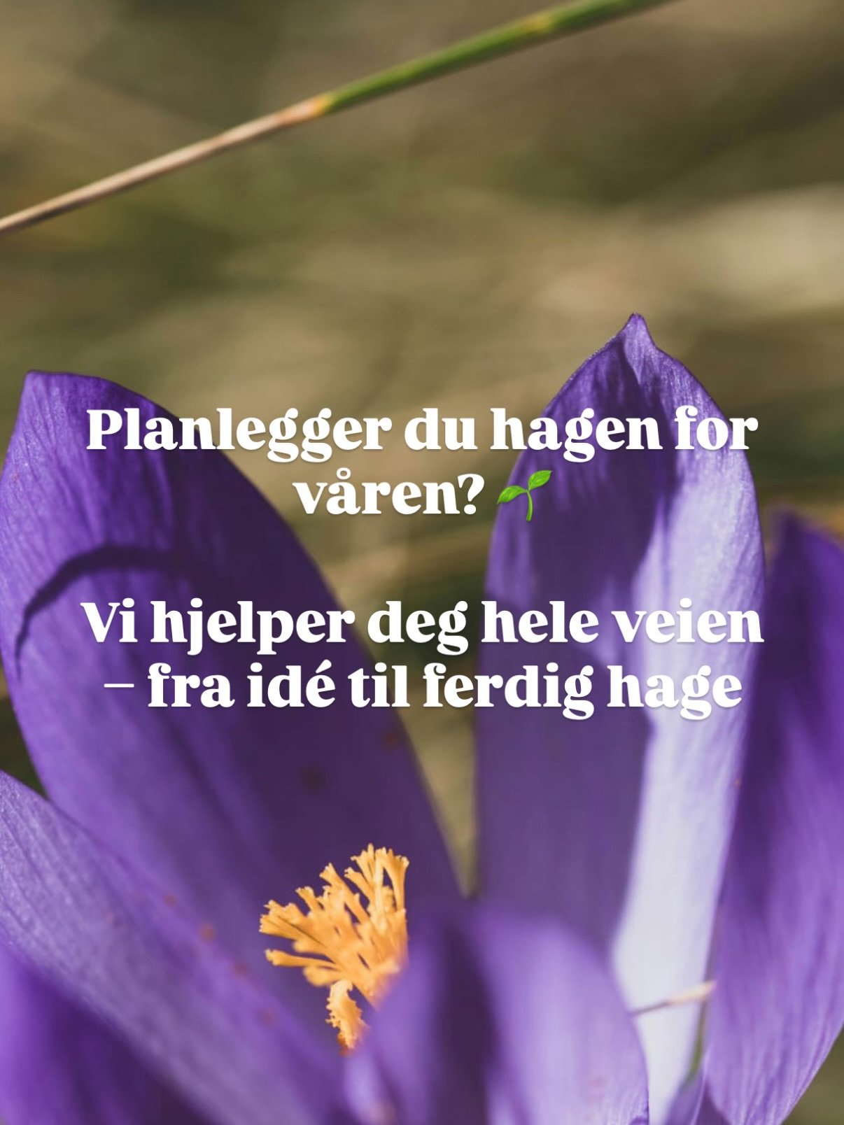 V&aring;ren er den perfekte tiden for &aring; skape en hage du kan glede deg over i mange &aring;r, men planleggingen b&oslash;r skje N&Aring;!🌱
Enten du &oslash;nsker en ny hage eller vil fornye deler av uteomr&aring;det, hjelper vi deg gjennom hel