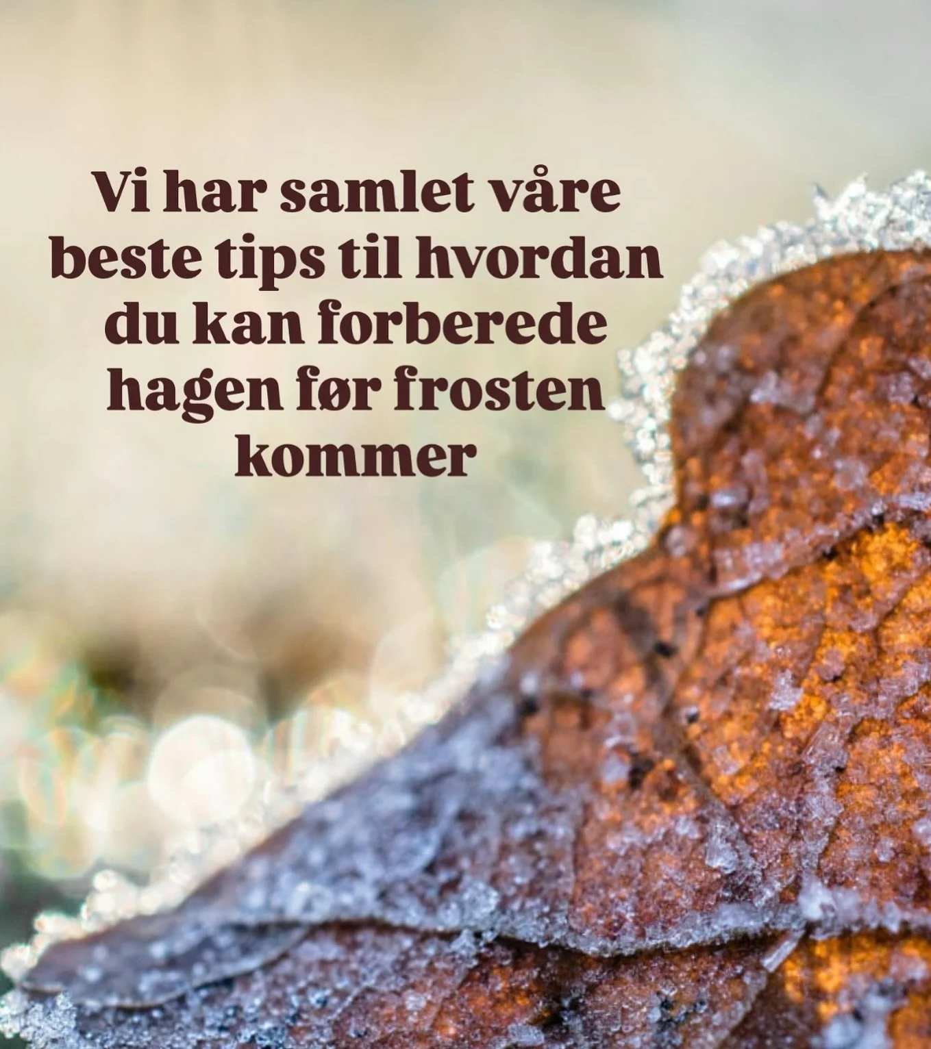 Usikker p&aring; hvordan du forbereder hagen p&aring; best mulig m&aring;te f&oslash;r frosten kommer og vinteren setter inn for fullt? 

Vi har samlet v&aring;re beste tips - og de finner du p&aring; hagebloggen p&aring; nettsiden v&aring;r 🍁

Link