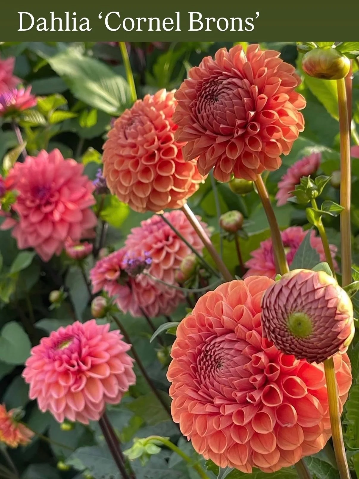 Her er bilder av noen av sortene vi har p&aring; lager av dahliaknoller, her er og full liste:

Dahlia Que Sera
Dahlia Totally Tangerine
Dahlia Cornel Brons
Dahlia Sweet Suzanne
Dahlia Big Bro (Big Brother)
Dahlia  Caf&eacute; au Lait Twist
Dahlia Cr