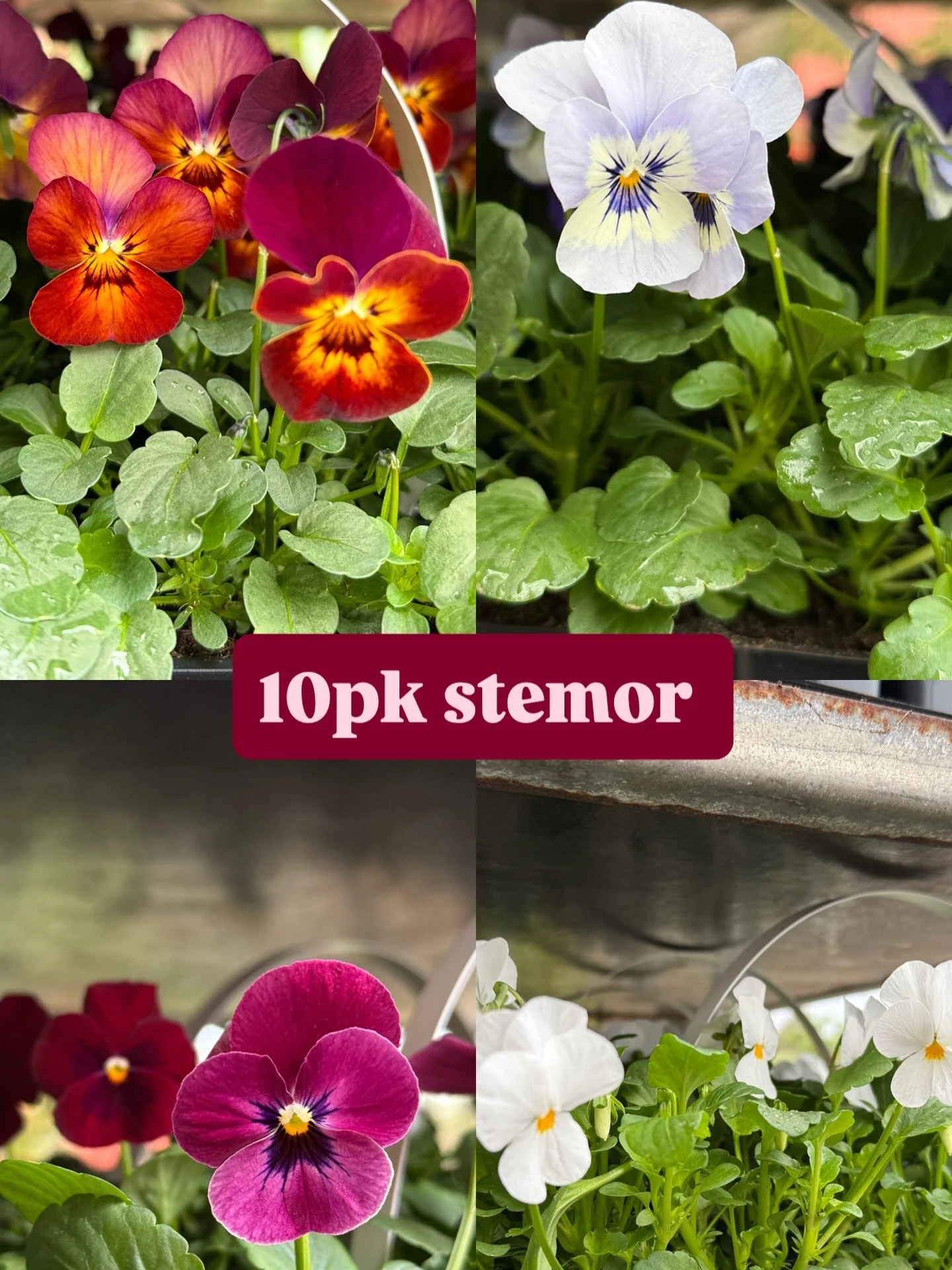V&aring;ren er her, og det er vi ogs&aring;🌼☺️

Vi har f&aring;tt inn en liten levering av nydelige stemor i 10pk - i farger som er n&oslash;ye utvalgt for &aring; pryde krukkene dine 🌸

Vi jobber for fullt med &aring; ferdigstille hagesenteret til