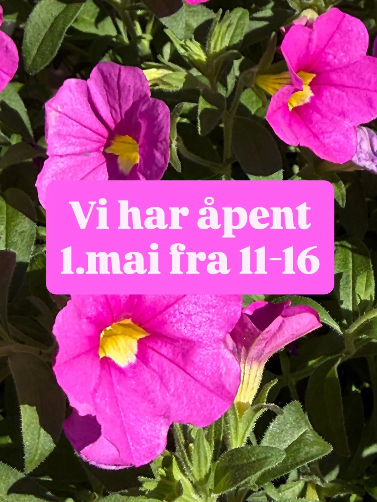 Velkommen innom🌼