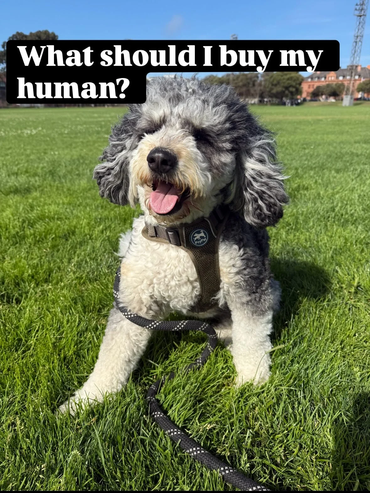 🎁🐶 What should I get my human for the holidays? Hmm&hellip; I already give the best cuddles, the loudest barks, and plenty of fur on the couch&hellip; 🐾

Oh wait&mdash;I know! A custom pet portrait of ME! 🎨❤️
They&rsquo;ll totally cry happy tears