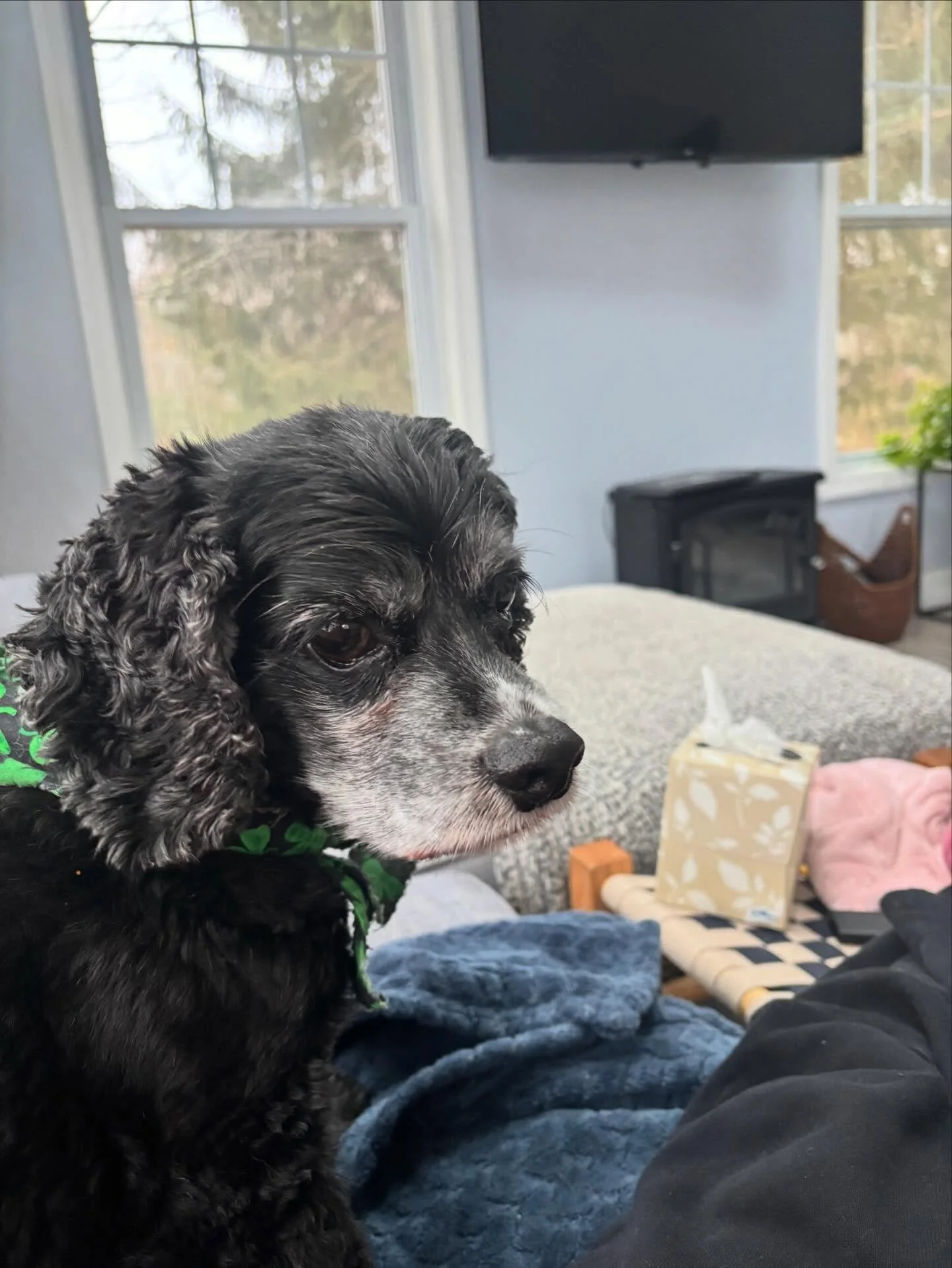 Saturday morning reality 🤧🐾
Coffee, my dog, and an entire box of tissues because this cold decided to join me this weekend.

If anyone needs me, I&rsquo;ll be drinking tea, watercoloring, and pretending I can breathe through my nose again.

Happy S