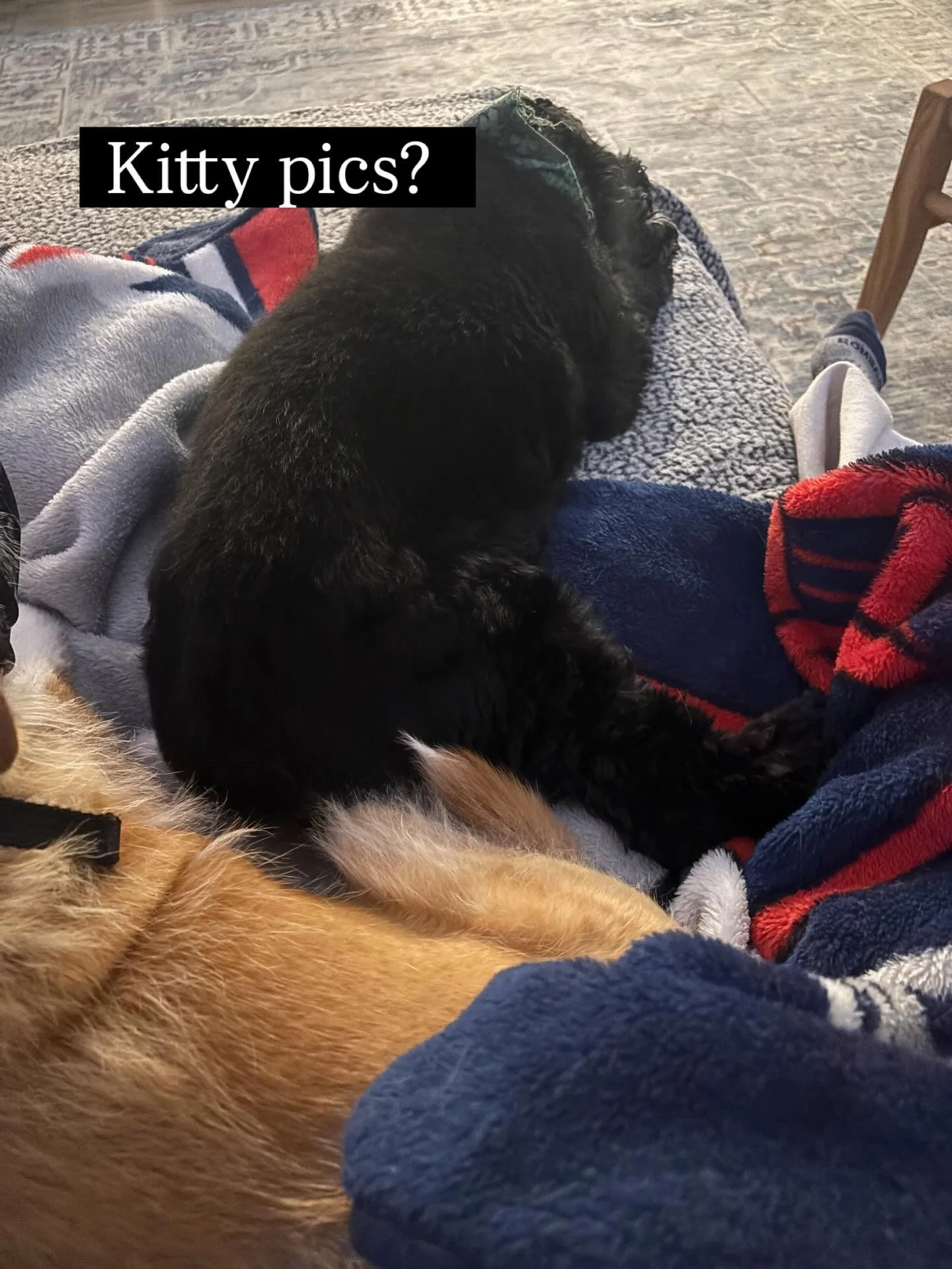 Just finished a sweet little kitty painting 🐾🎨 and now it&rsquo;s time to cozy up with my favorite cuddle crew&mdash;my doggies 💛

There&rsquo;s something so special about turning your pets into artwork you can cherish forever. If you&rsquo;ve bee