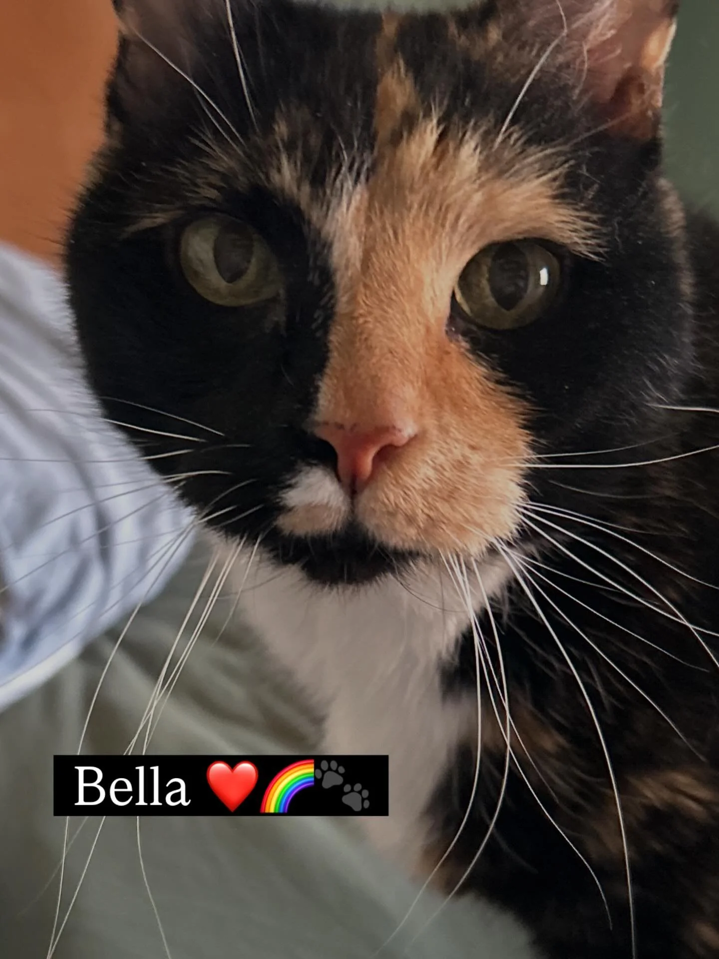 This beautiful kitty was a memorial piece, and I&rsquo;m not going to lie &mdash; this one stretched my art brain and my heart a bit. As many of you know, I&rsquo;ve been in the process of helping my mom transition to a memory care facility due to la