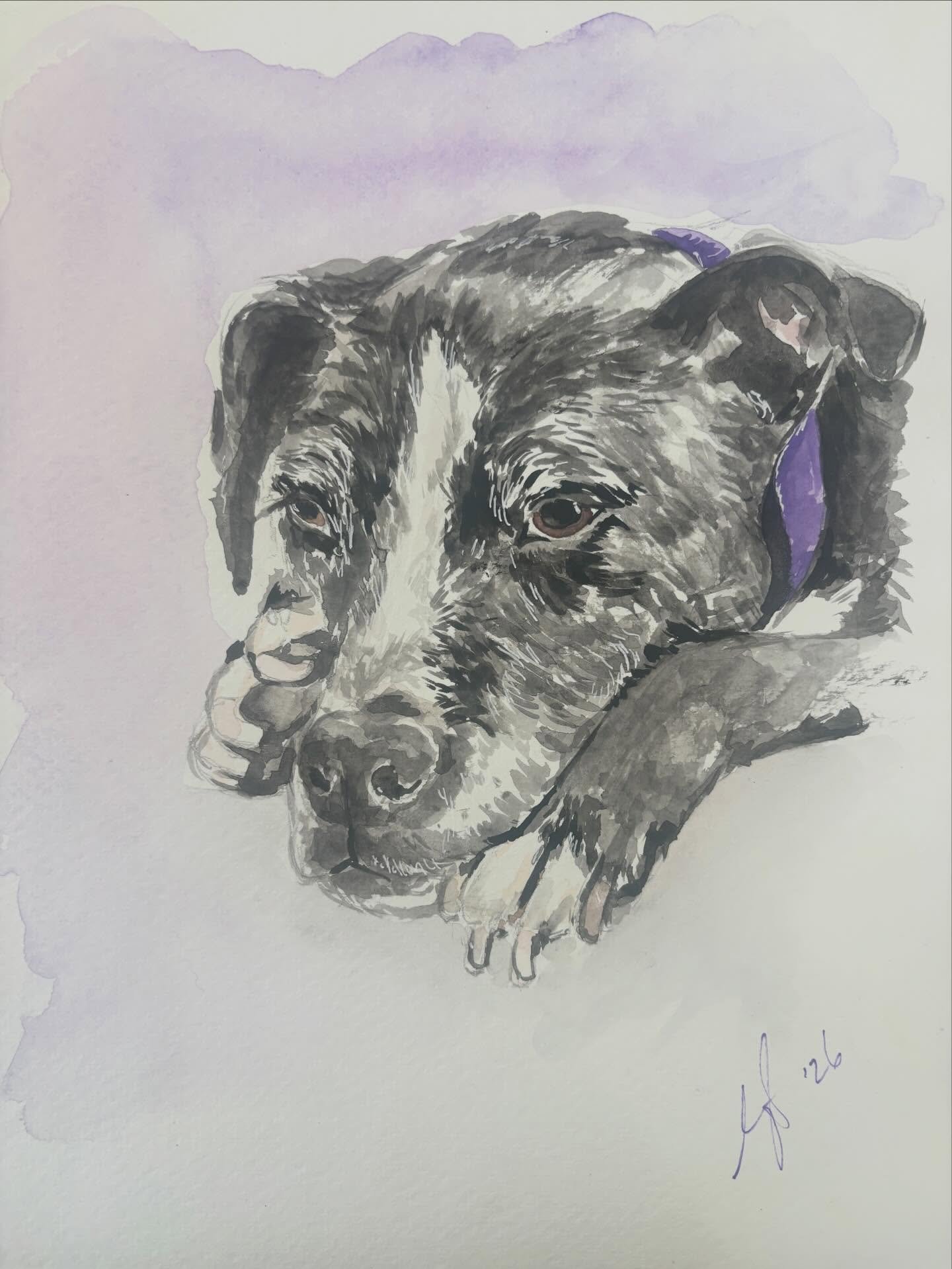 Day 2 of 3 🐾✨
Another sweet pup brought to life in watercolor! I love capturing the little details that make each dog&rsquo;s personality shine &mdash; from soulful eyes to those fluffy ears.

Tomorrow I&rsquo;ll be sharing the final portrait in the