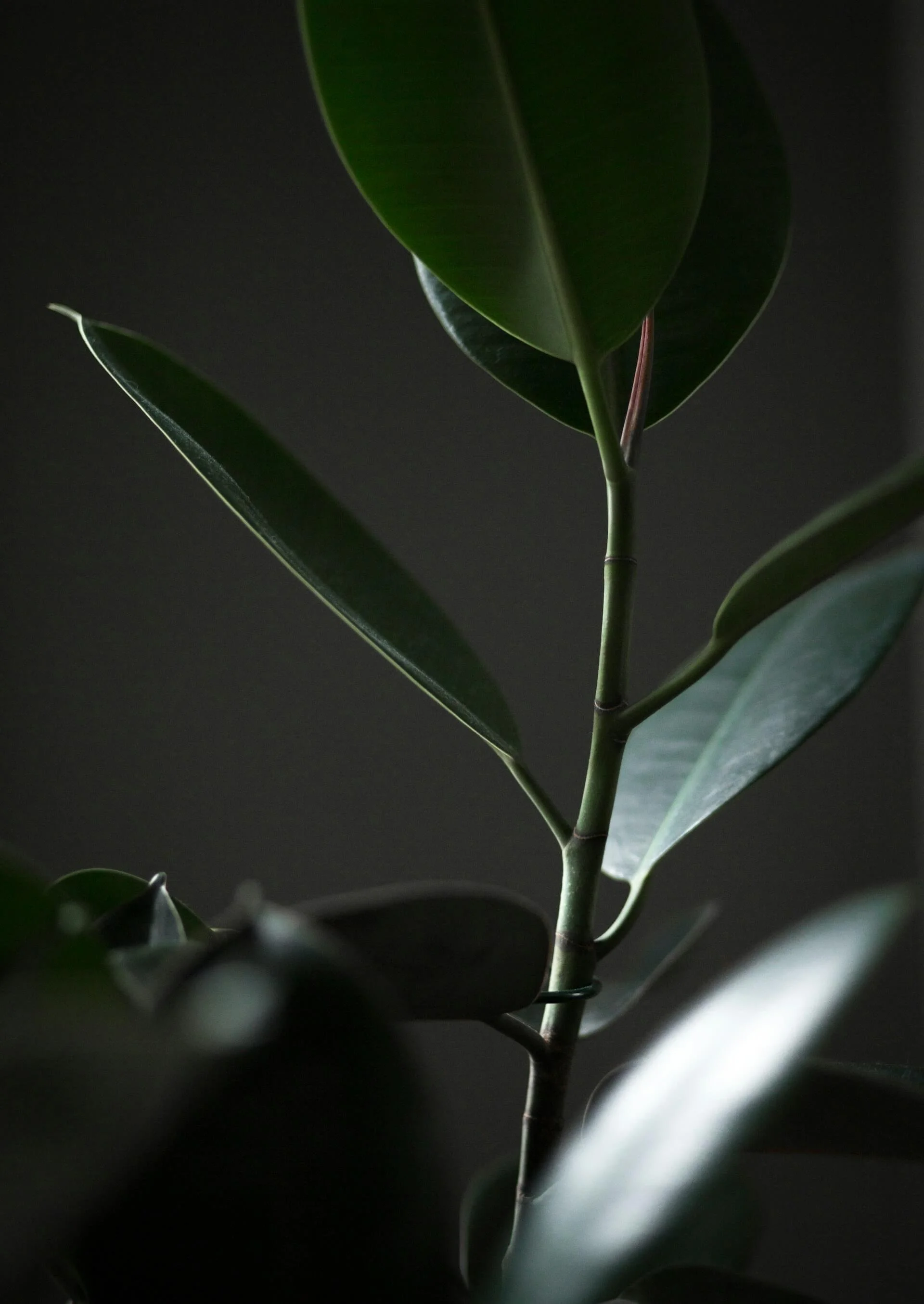 Close-up of a green houseplant with large, smooth leaves against a dark background.