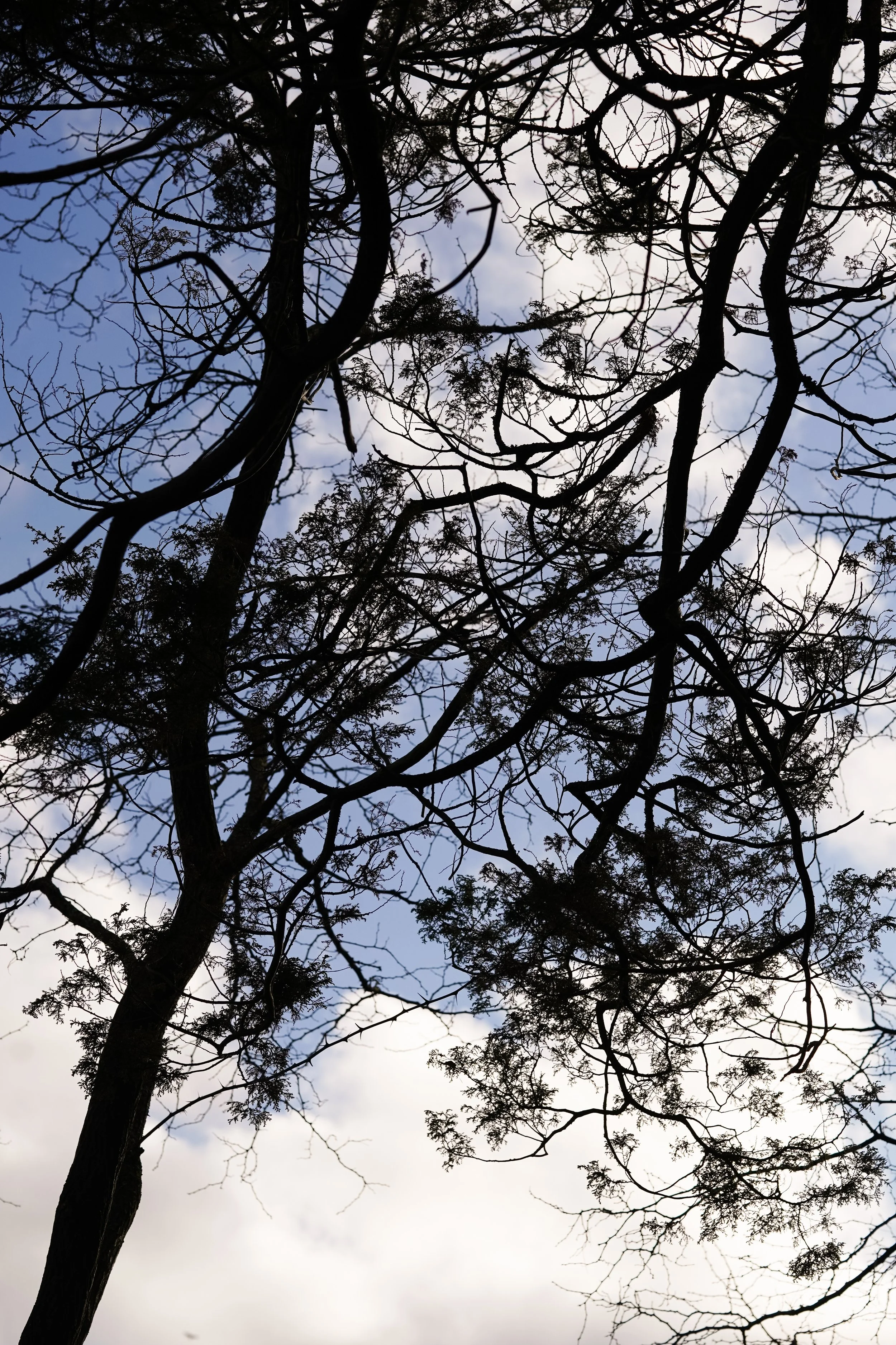 trees and sky.jpg