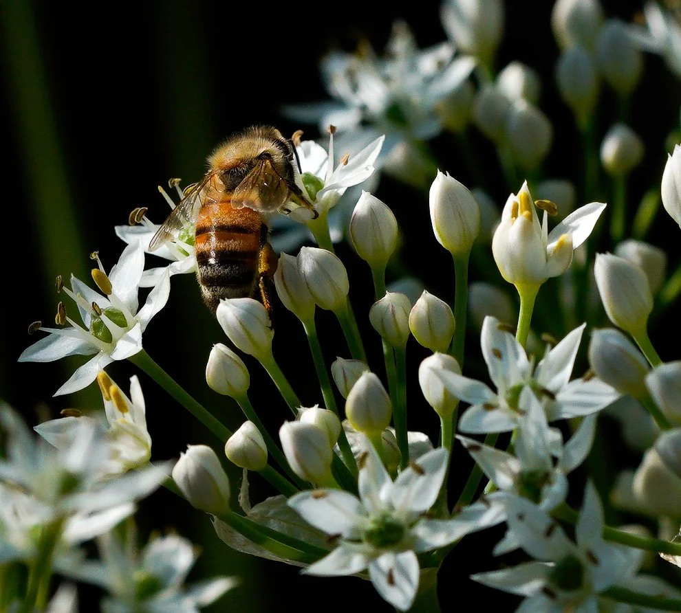 Working the Alium Flowers-7947.jpg