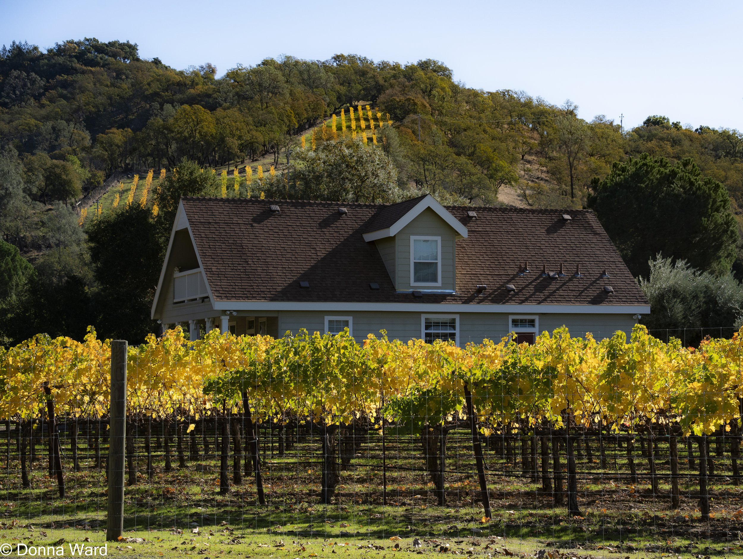 Home Vinyard-5348.jpg