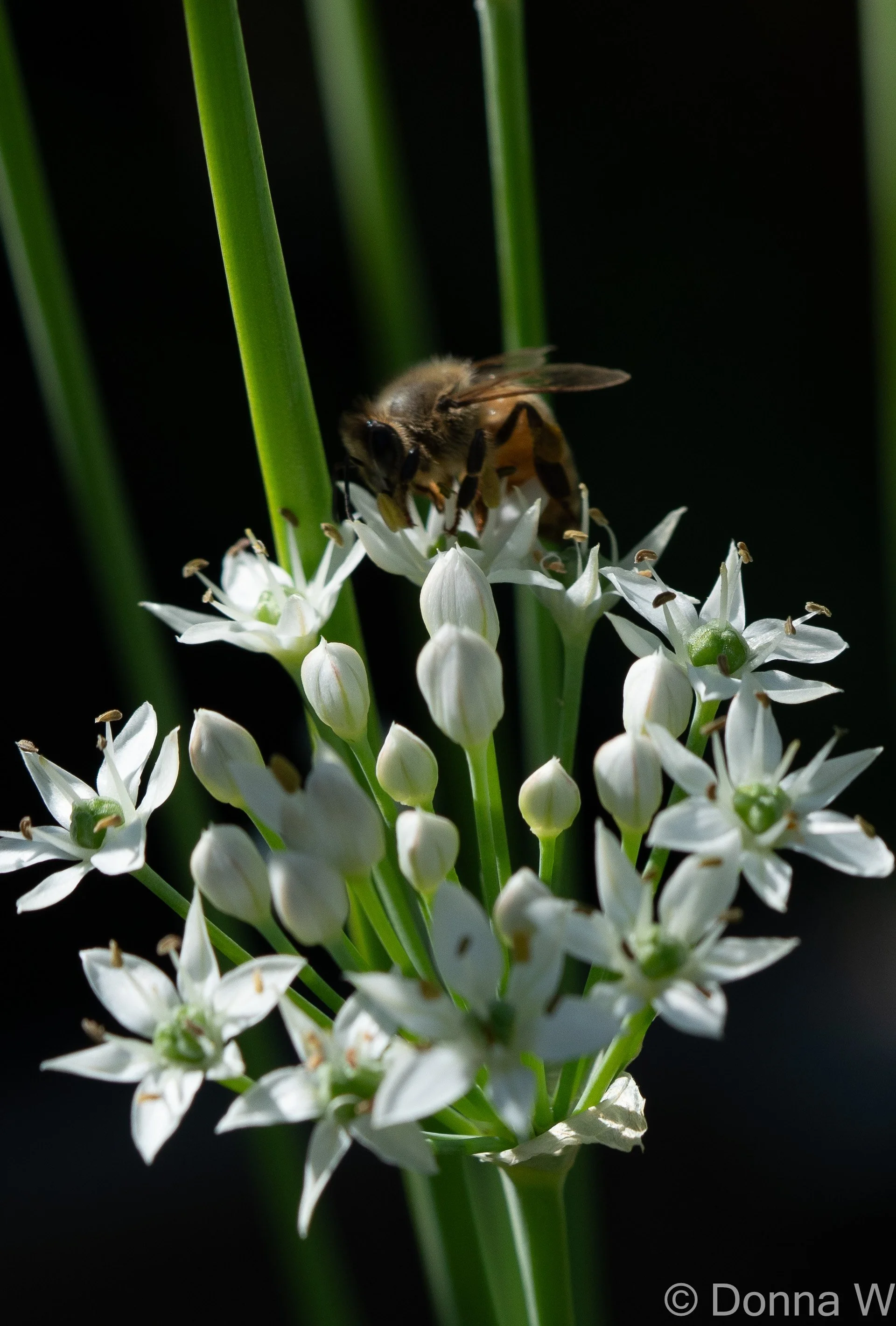 Working the Alium Flowers .2-7929.jpg