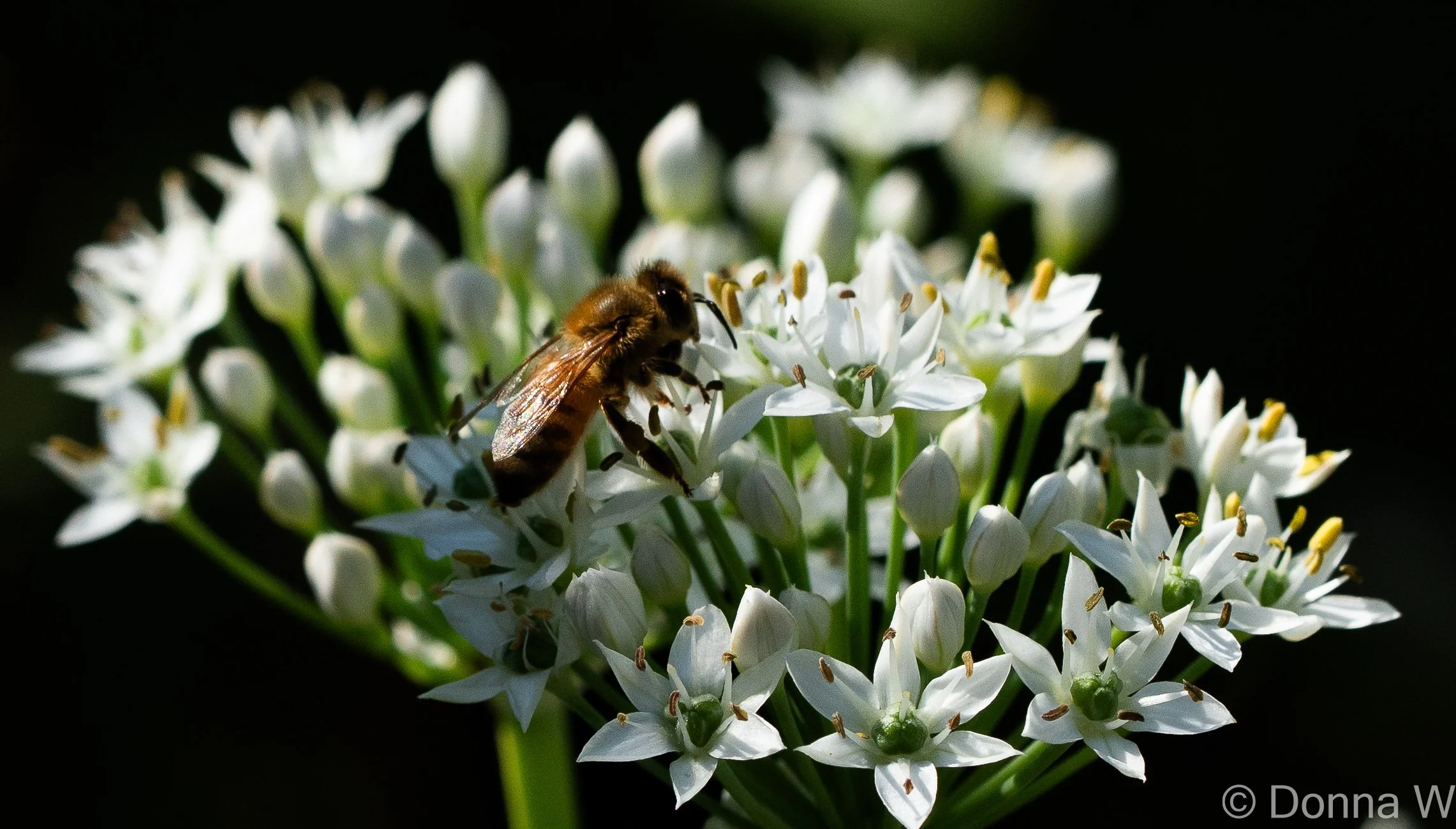 Working the Alium Flowers .2-7936.jpg