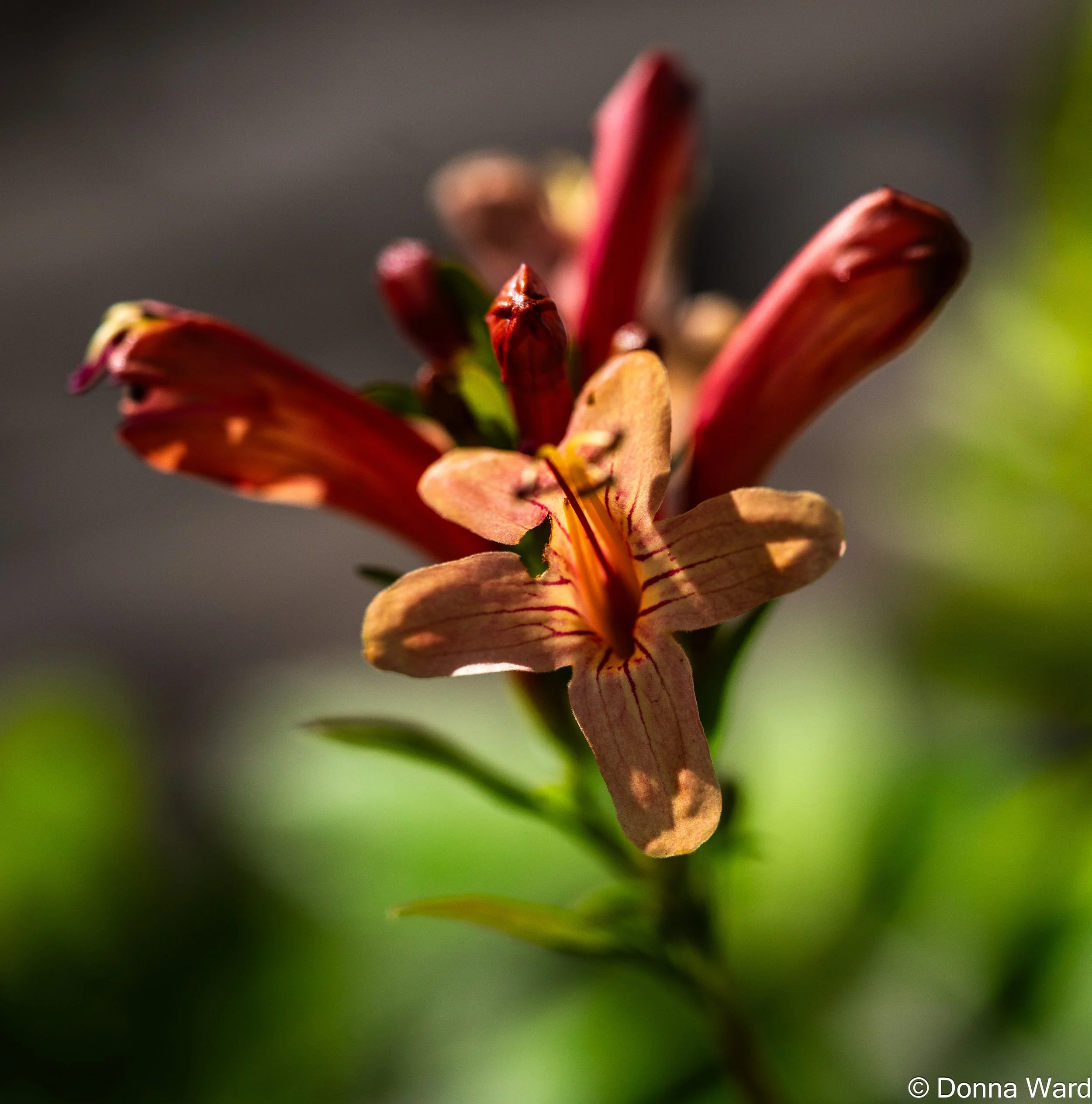 Open to the Fall-8019.jpg