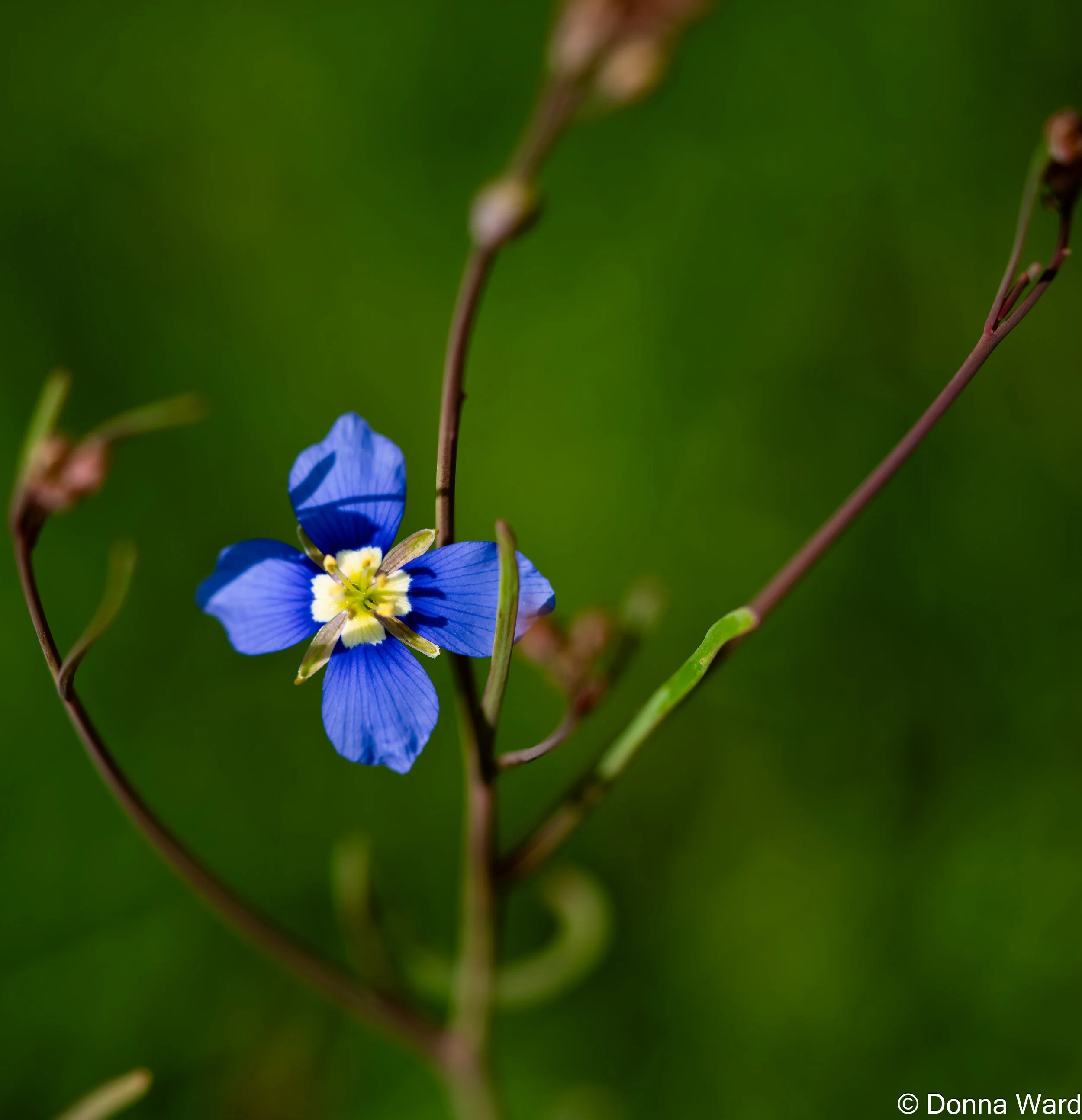 Heliophila -8009.jpg
