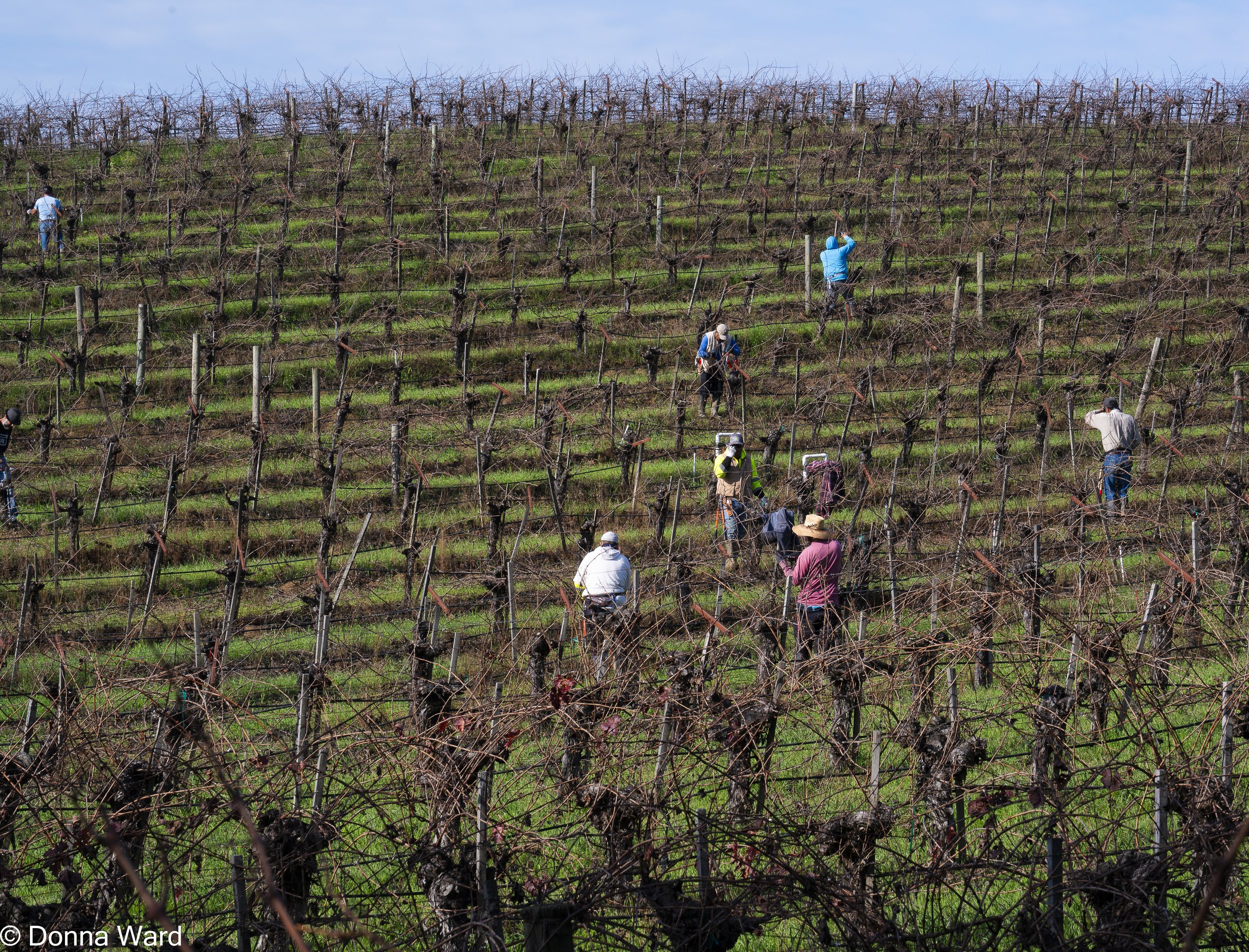 Napa Vinyard work Spring-3532.jpg