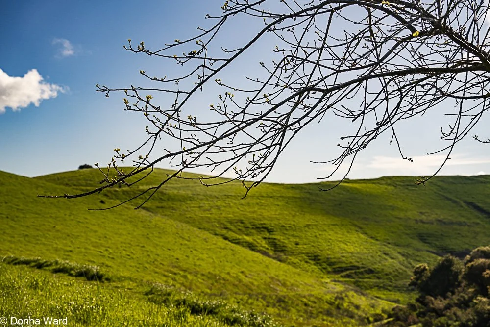 Spring Hills-377.jpg