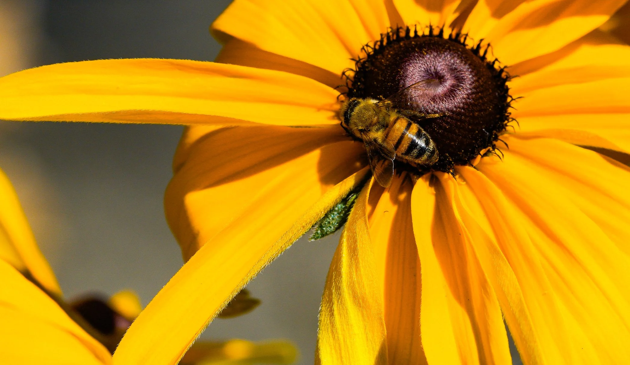 Rudbeckia Crawl-7948.jpg