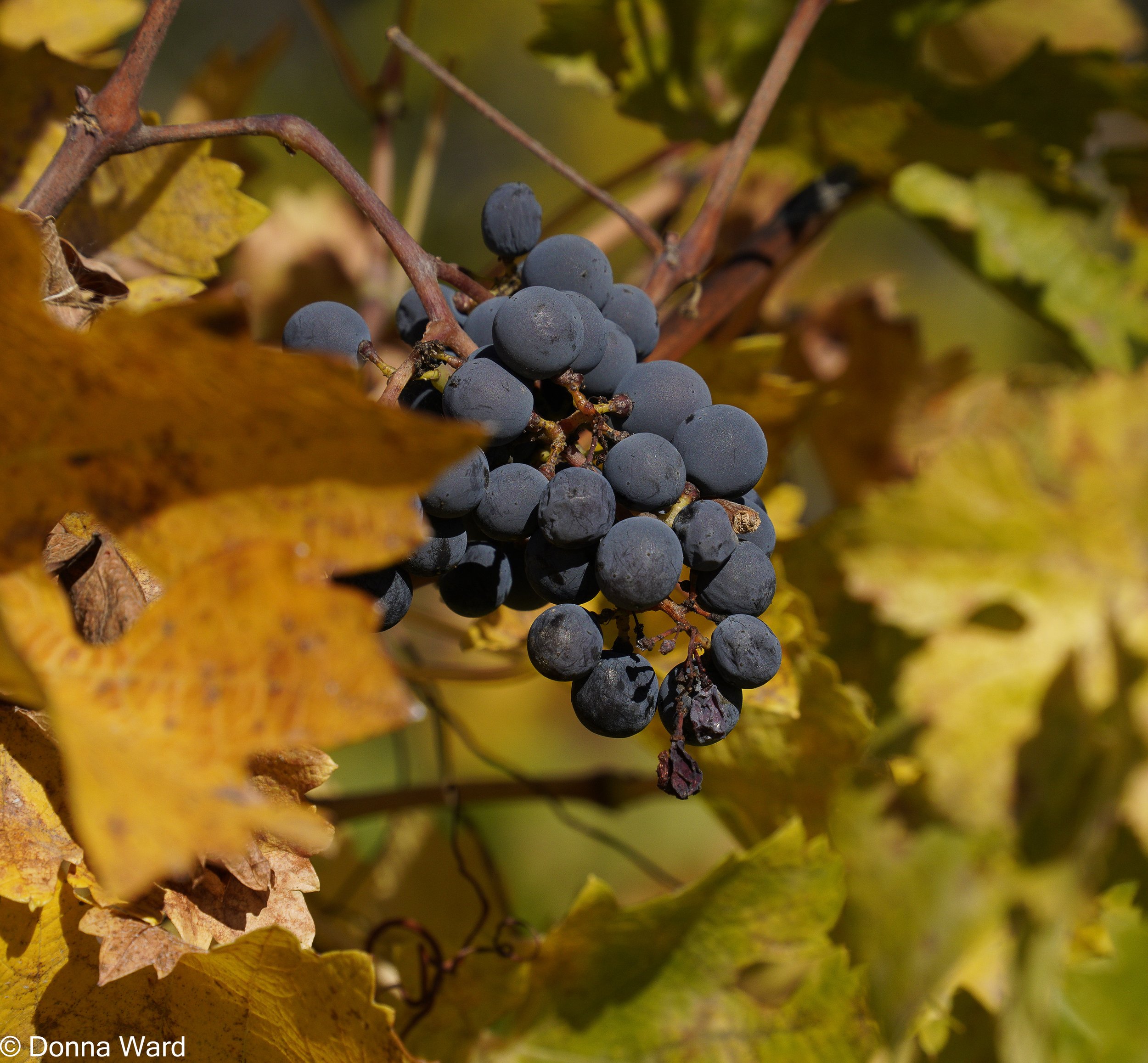 Fall Cluster-11966.jpg