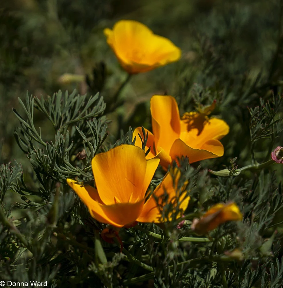 Field Poppy's-2952.jpg