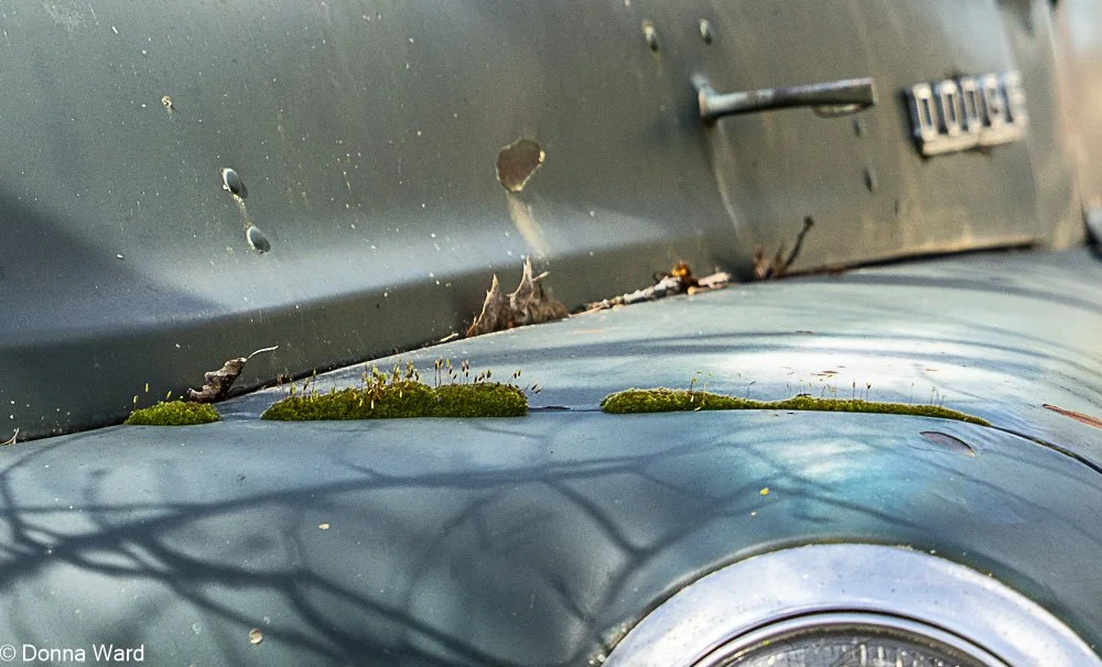 Moss-358.jpg