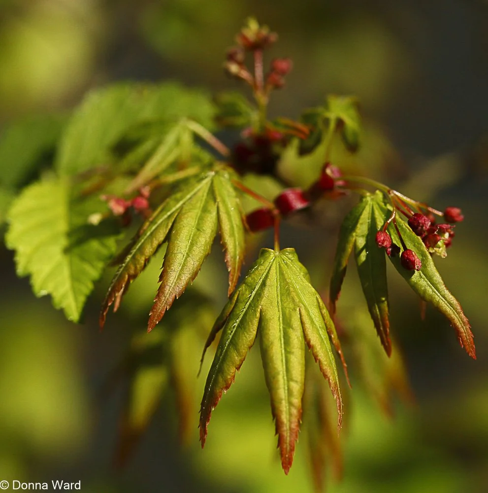 Spring Japanese Maple-7993.jpg