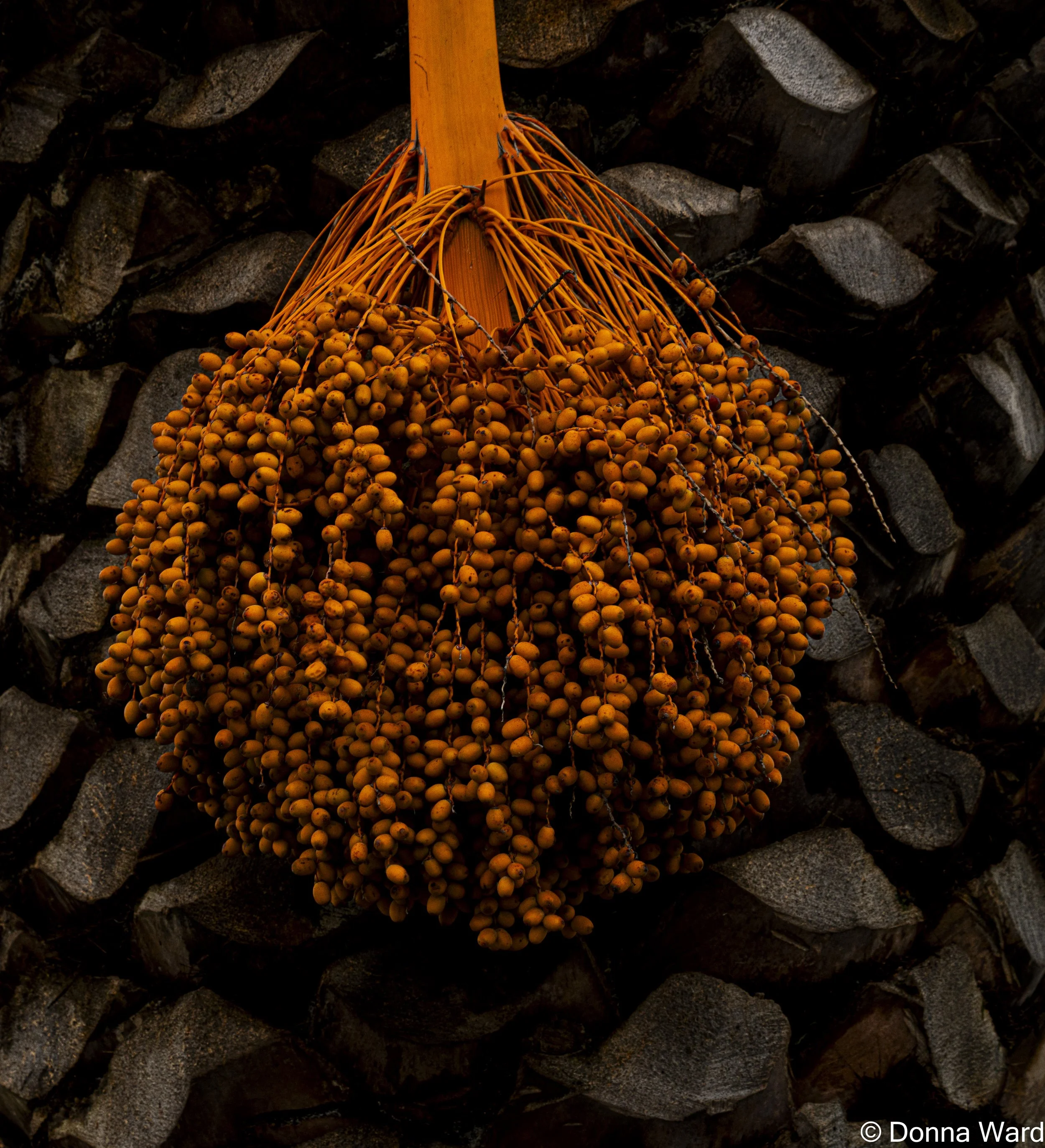 Palm Fruit-3795.jpg