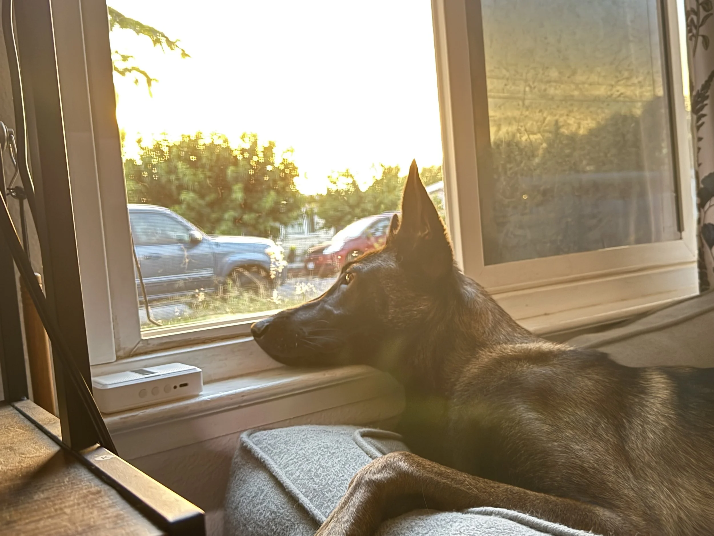 A black dog with pointy ears looking out of a window with a sunset view, parked cars outside, and a beige carpet inside