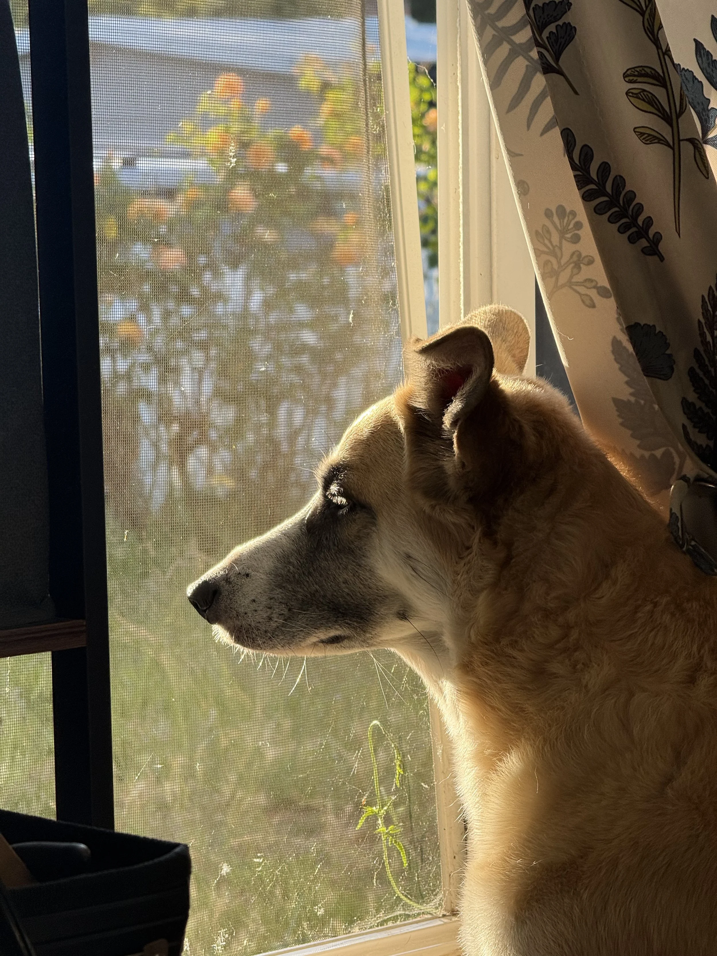 A dog lying on a windowsill with sunlight illuminating its side, looking outside through a window with a screen. Outside, there is a tree with orange and yellow leaves, and a house and cars in the background.